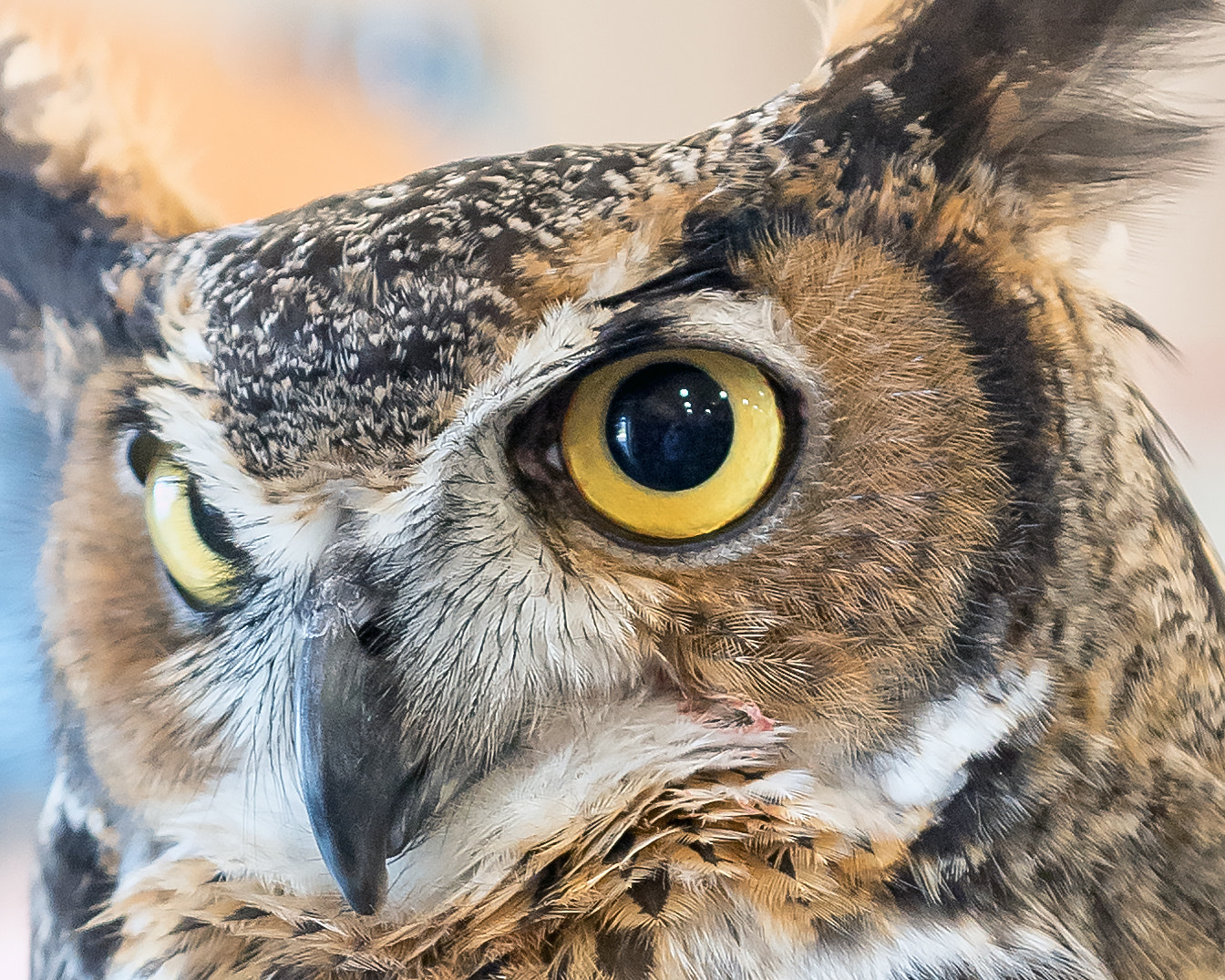 Nikon D5 sample photo. Great horned owl photography