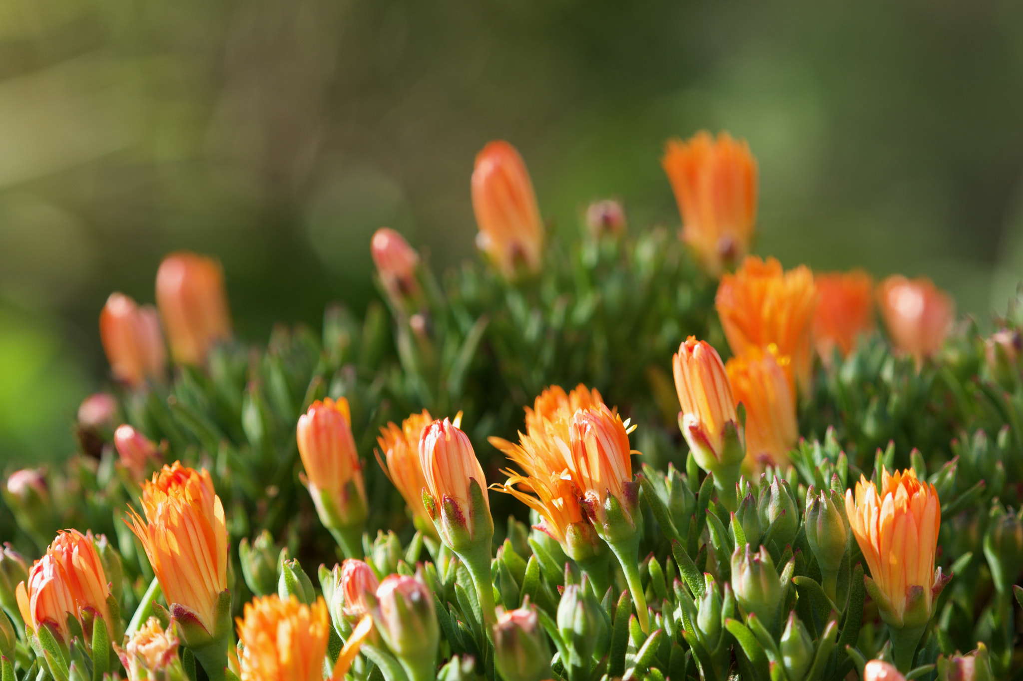 Sony a6000 + Sony FE 70-200mm F4 G OSS sample photo. New flowers at the lake photography