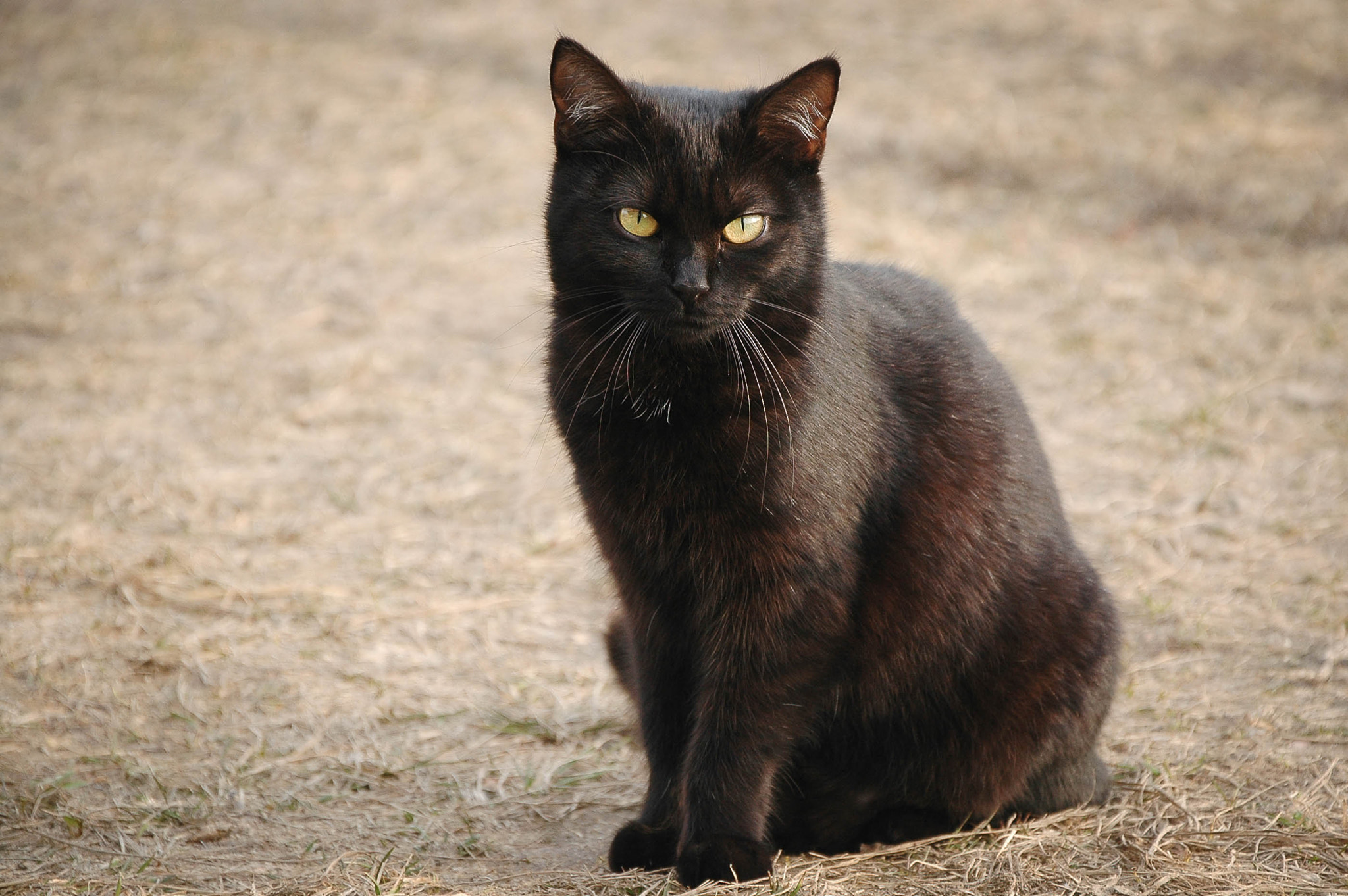 Nikon D70s sample photo. Cat photography