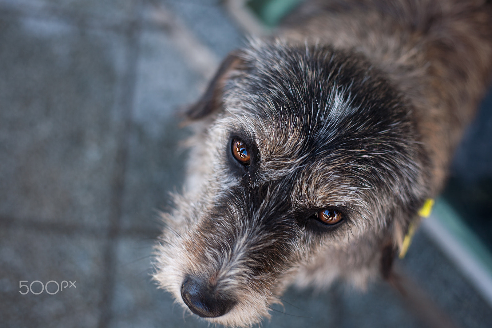 Canon EOS 5D + Canon EF 50mm F1.8 II sample photo. City wolf searching for kindness photography