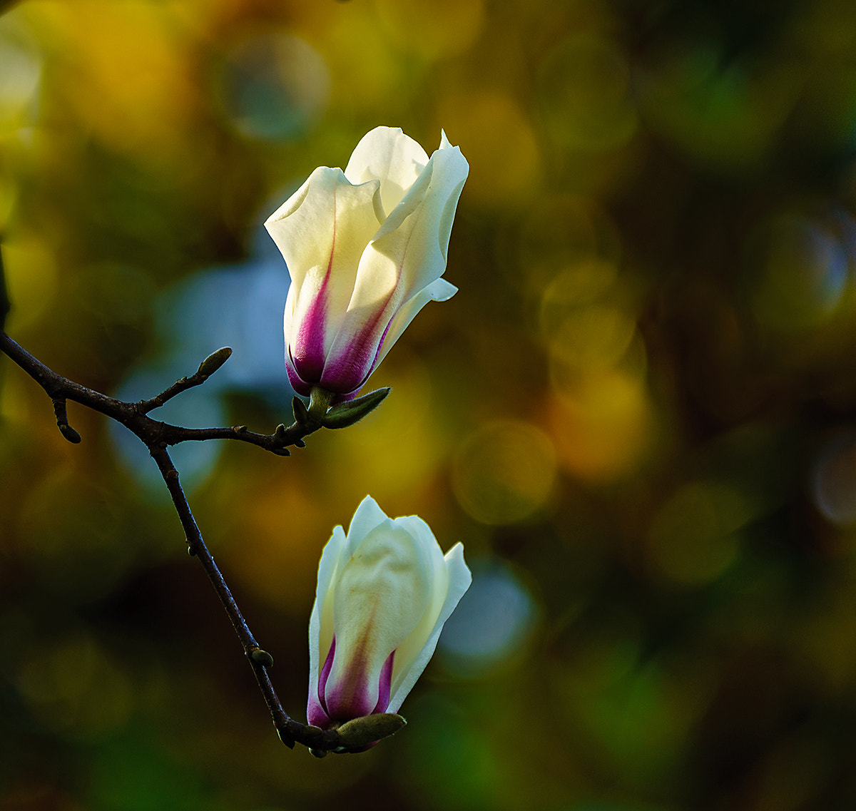 Sony FE 70-300mm F4.5-5.6 G OSS sample photo. White flower photography