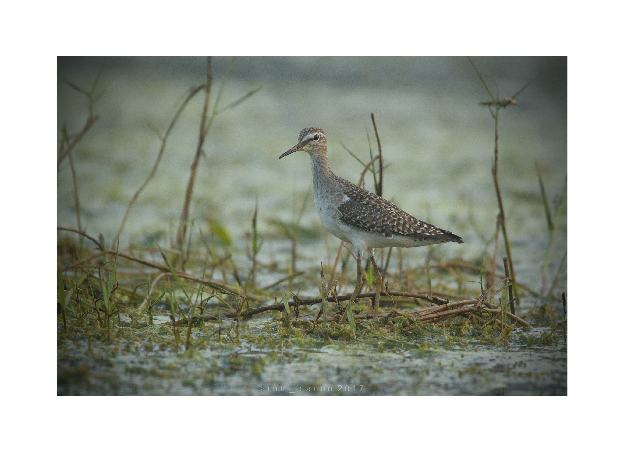 Sigma 150-500mm F5-6.3 DG OS HSM sample photo. Bird  photography