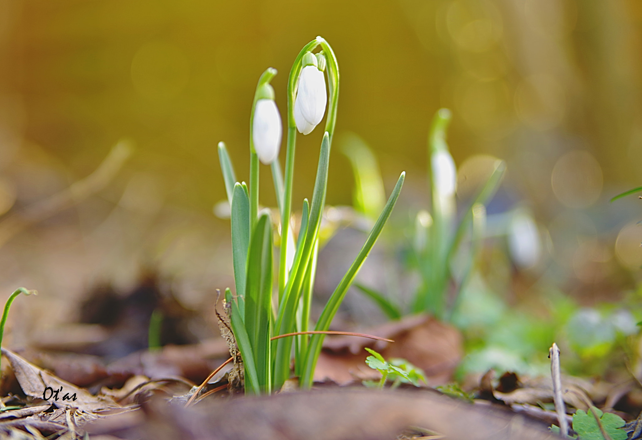 Pentax K-1 + Tamron AF 28-75mm F2.8 XR Di LD Aspherical (IF) sample photo. Snowdrops ii photography