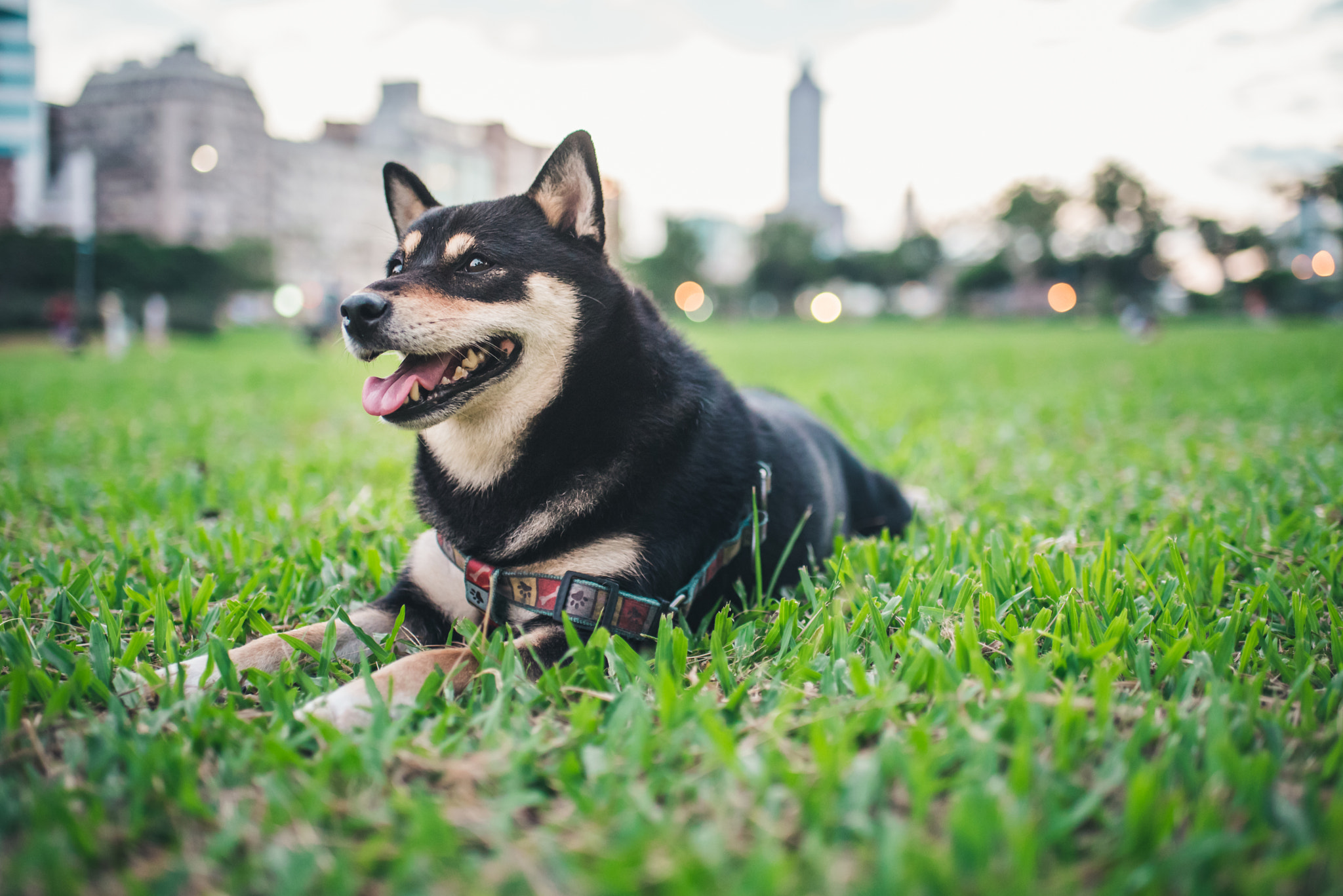 Nikon D750 + Nikon AF-S Nikkor 35mm F1.8G ED sample photo. Shiba inu photography