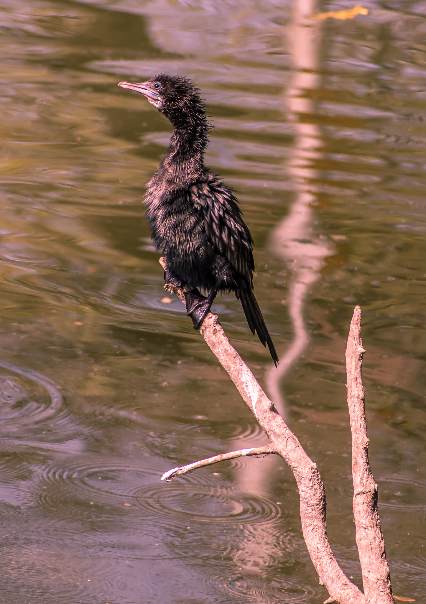 Sigma 70-300mm F4-5.6 DG OS sample photo. Cute cormorant! photography