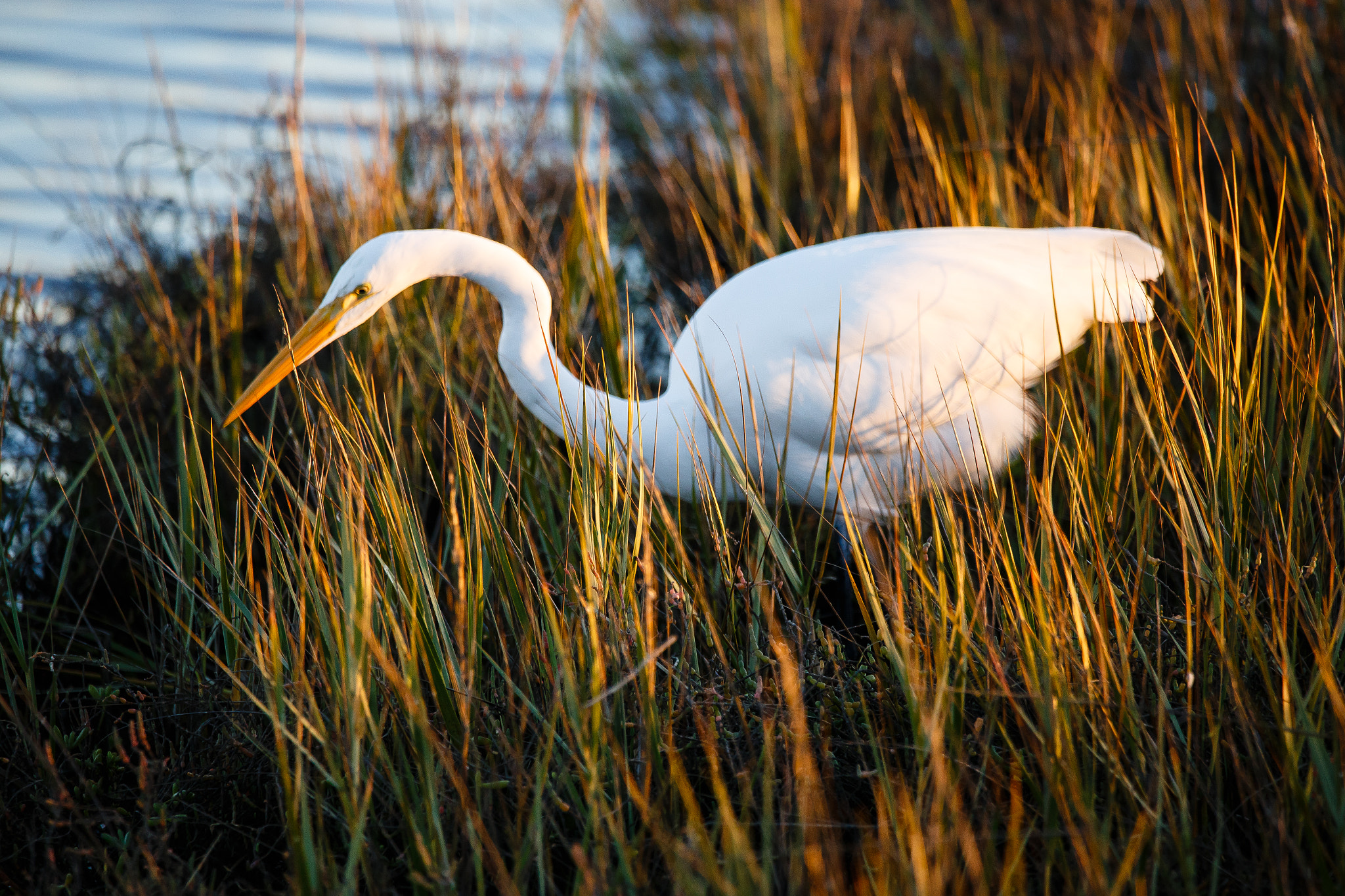 150-600mm F5-6.3 DG OS HSM | Contemporary 015 sample photo. Heron hunting at bolsa chica photography