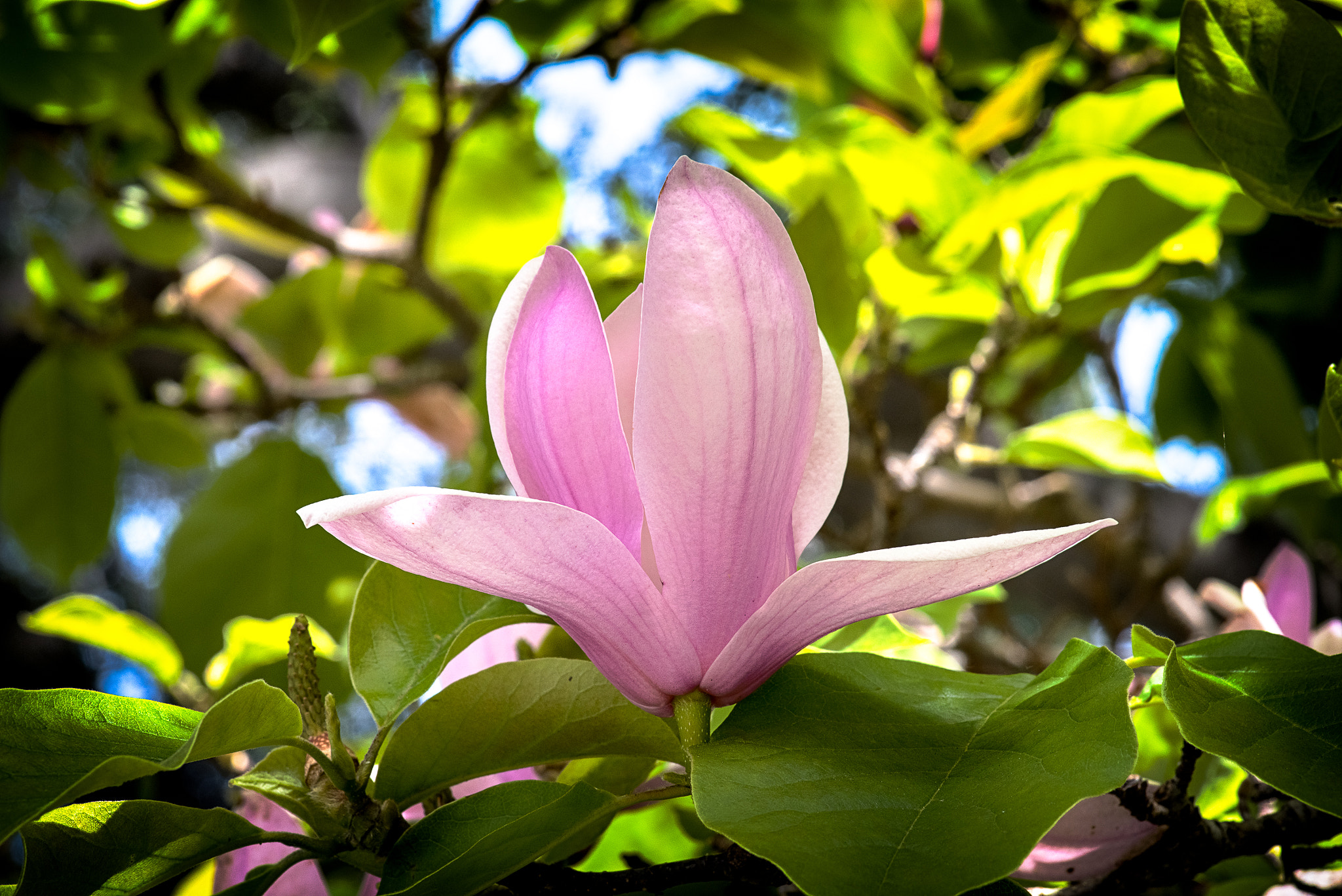 Pentax smc D-FA 100mm F2.8 macro sample photo. Magnolia photography