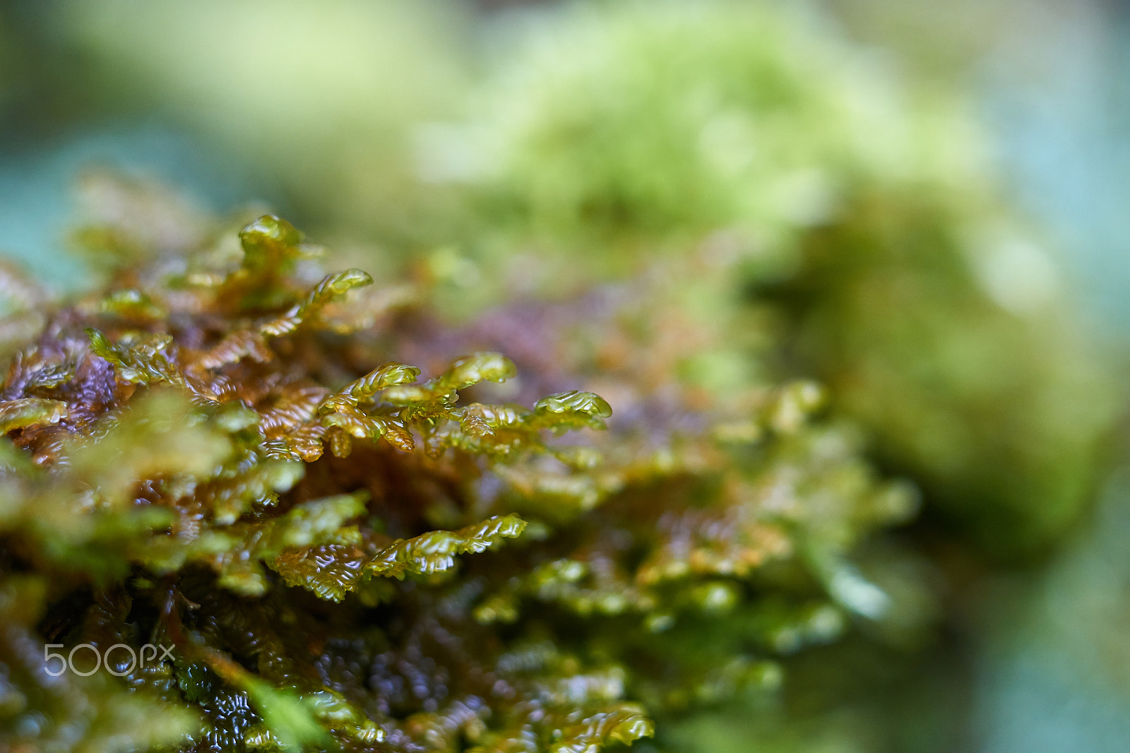 Sony E 50mm F1.8 OSS sample photo. Mossy branches photography