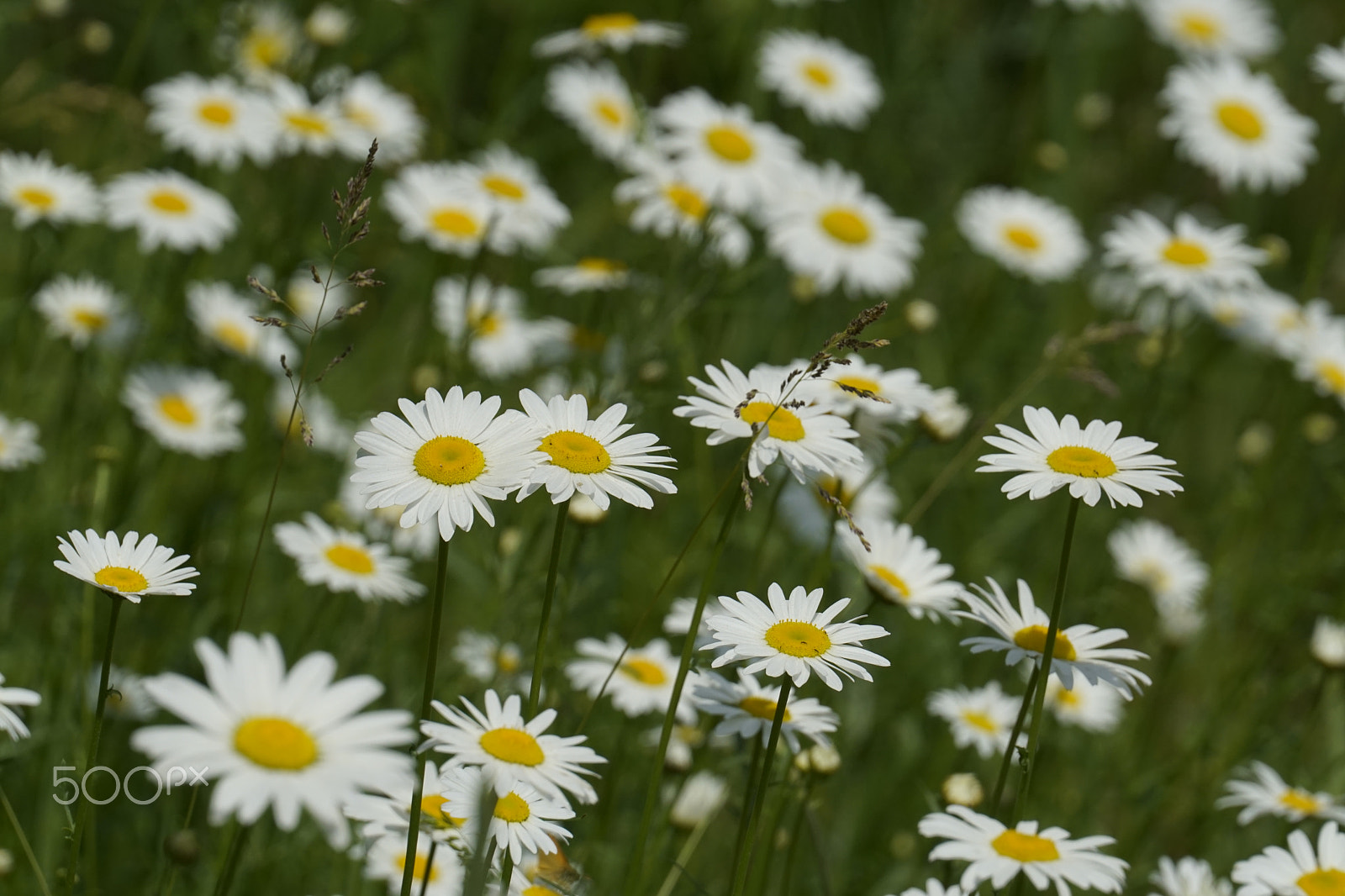 Sony a6000 + Sony FE 70-300mm F4.5-5.6 G OSS sample photo. Daisies photography