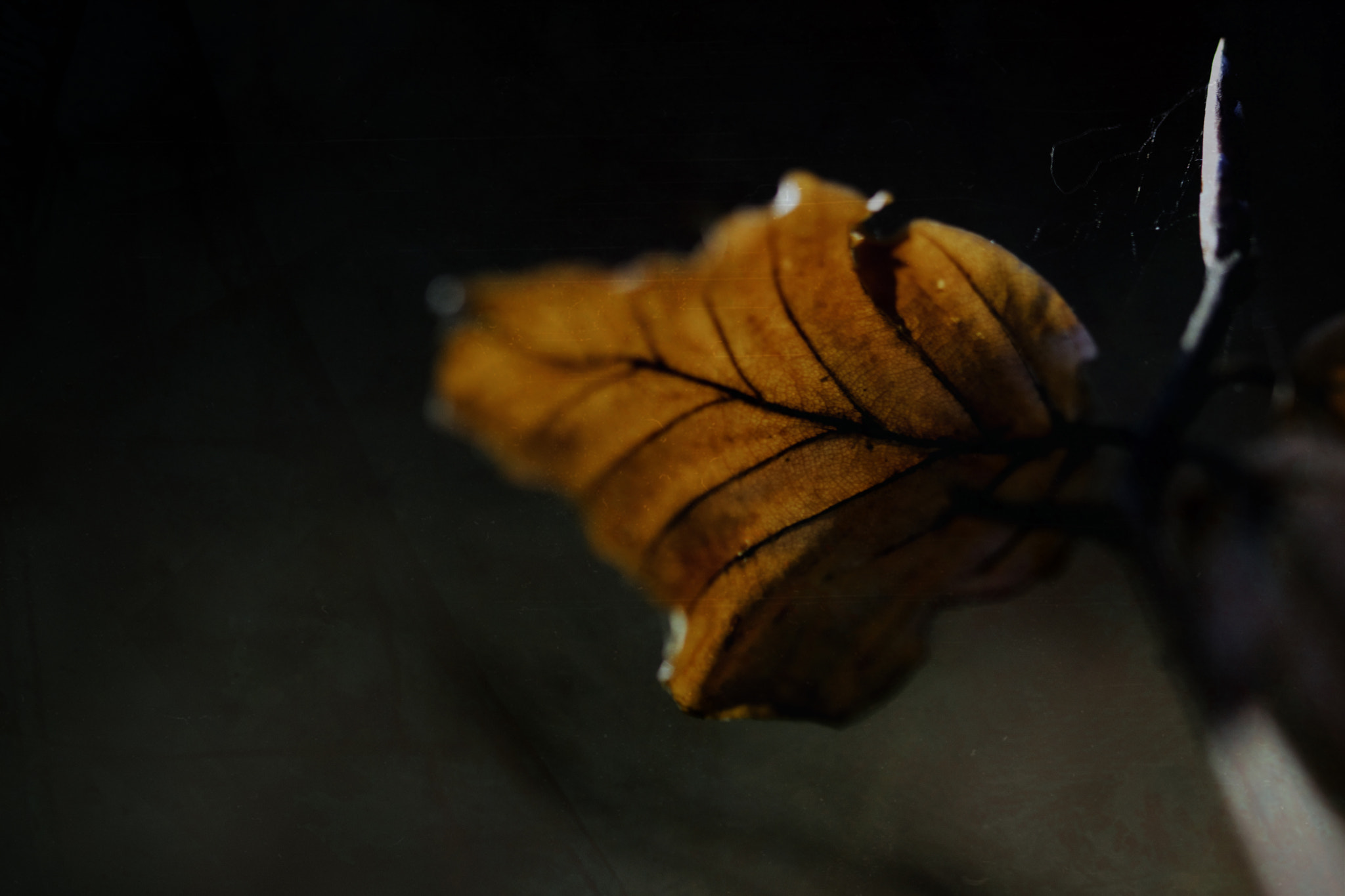 Sigma 105mm F2.8 EX DG OS HSM sample photo. Lac d'aydat - bois  photography