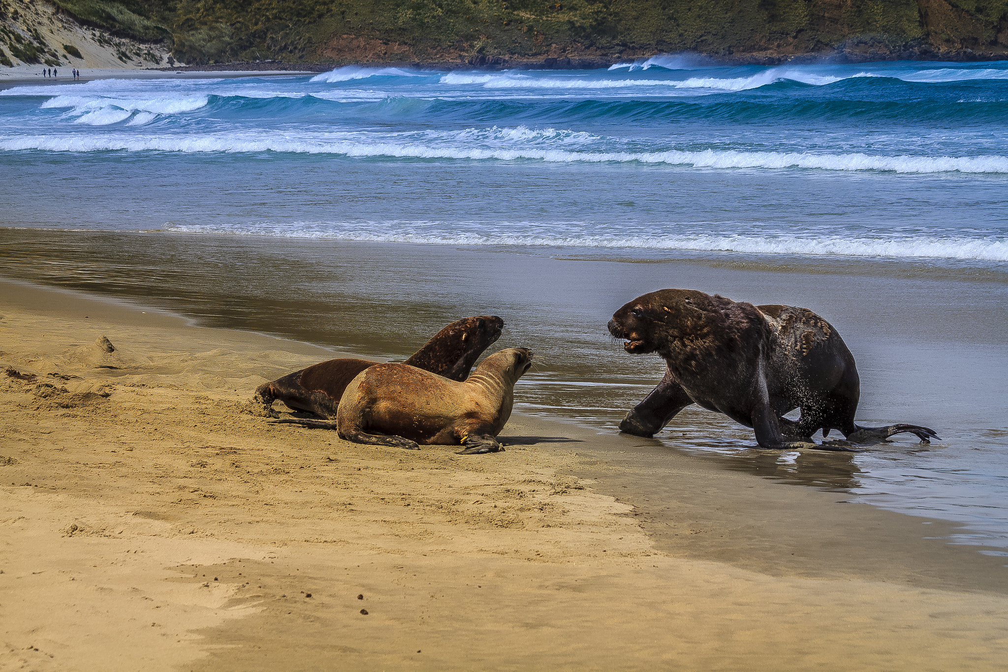 Canon EF 70-300mm F4-5.6 IS USM sample photo. Nz sea lions on sandfly bay beach photography