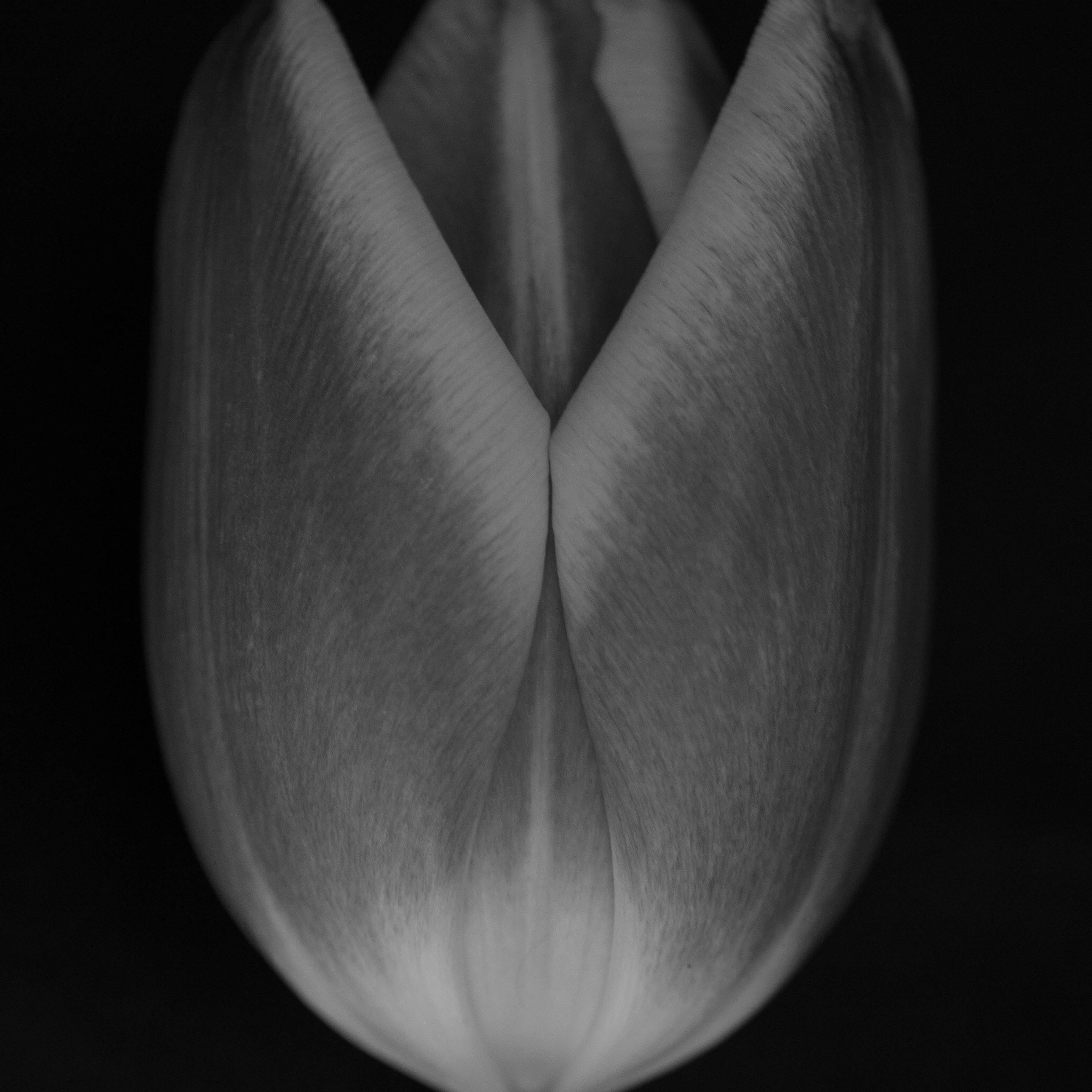 Panasonic Leica DG Macro-Elmarit 45mm F2.8 ASPH OIS sample photo