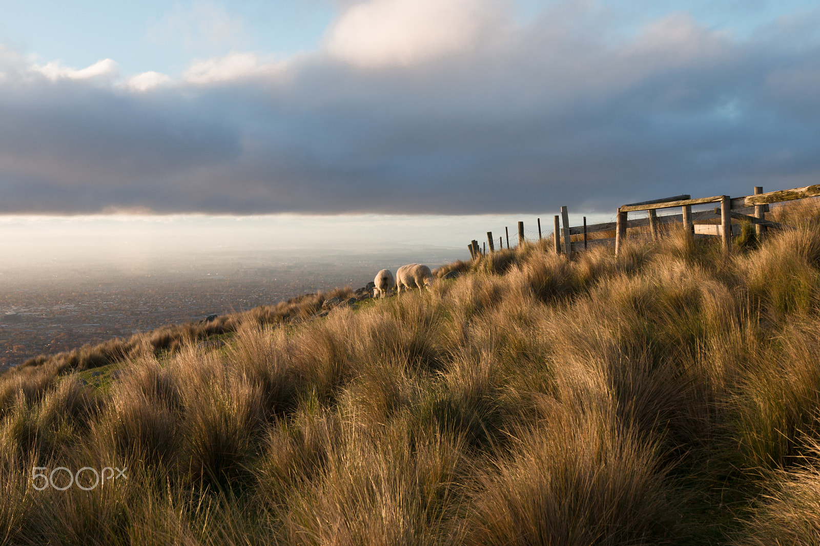 Canon EOS 70D + Sigma 18-35mm f/1.8 DC HSM sample photo. Sheep dazing up hill at golden hour, christchurch, new zealand photography