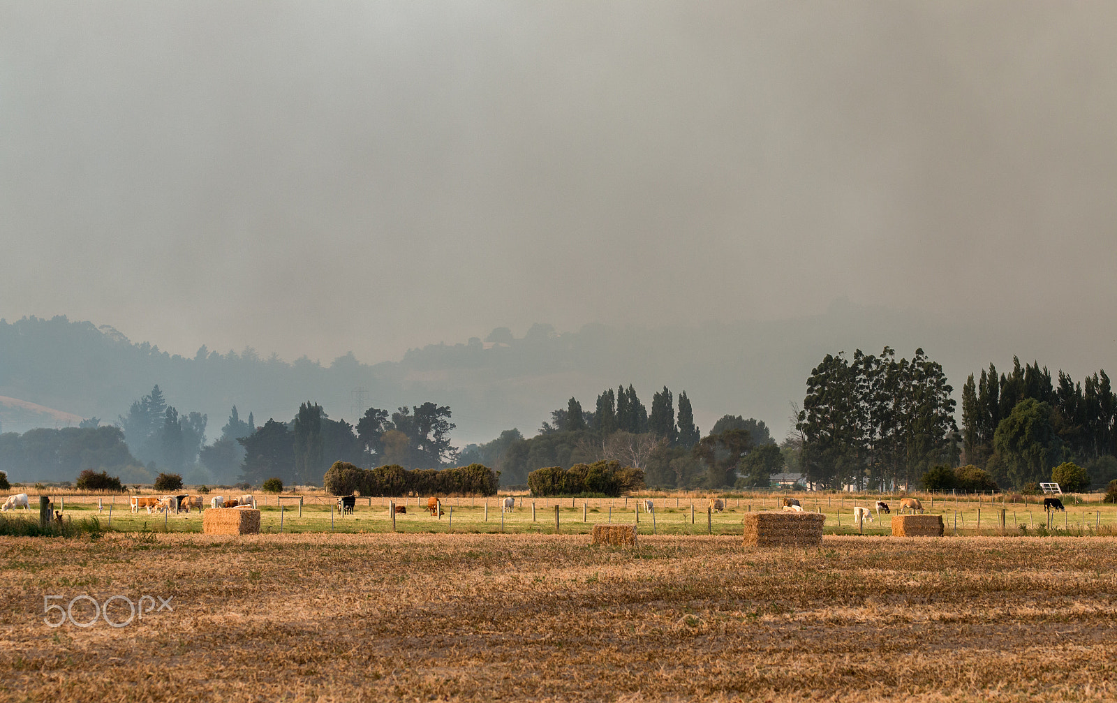 Sigma 105mm F2.8 EX DG OS HSM sample photo. Cows on pasture with background of thick smoke from wildfire photography