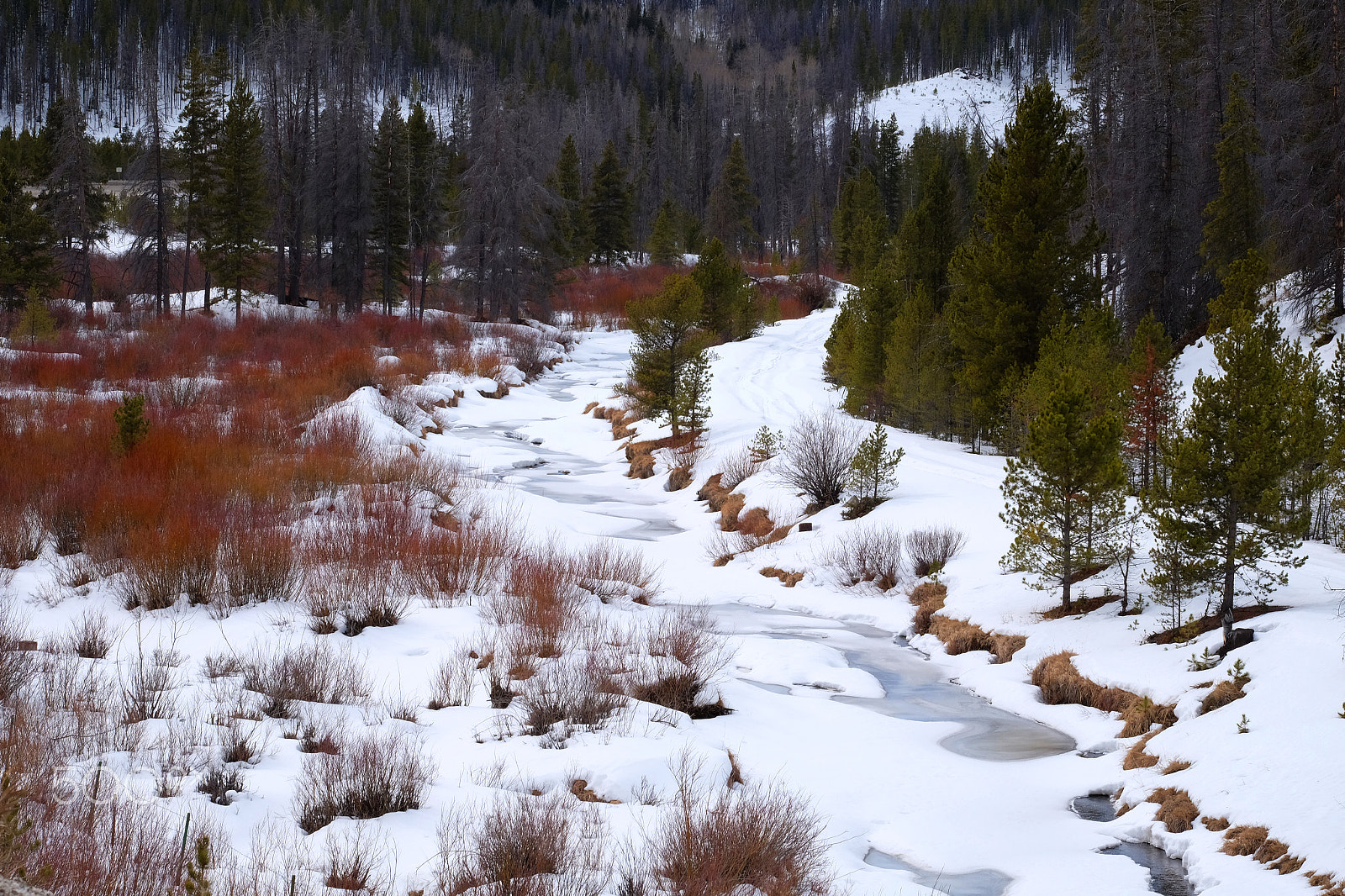 Fujifilm XF 55-200mm F3.5-4.8 R LM OIS sample photo. Beauty of winter photography