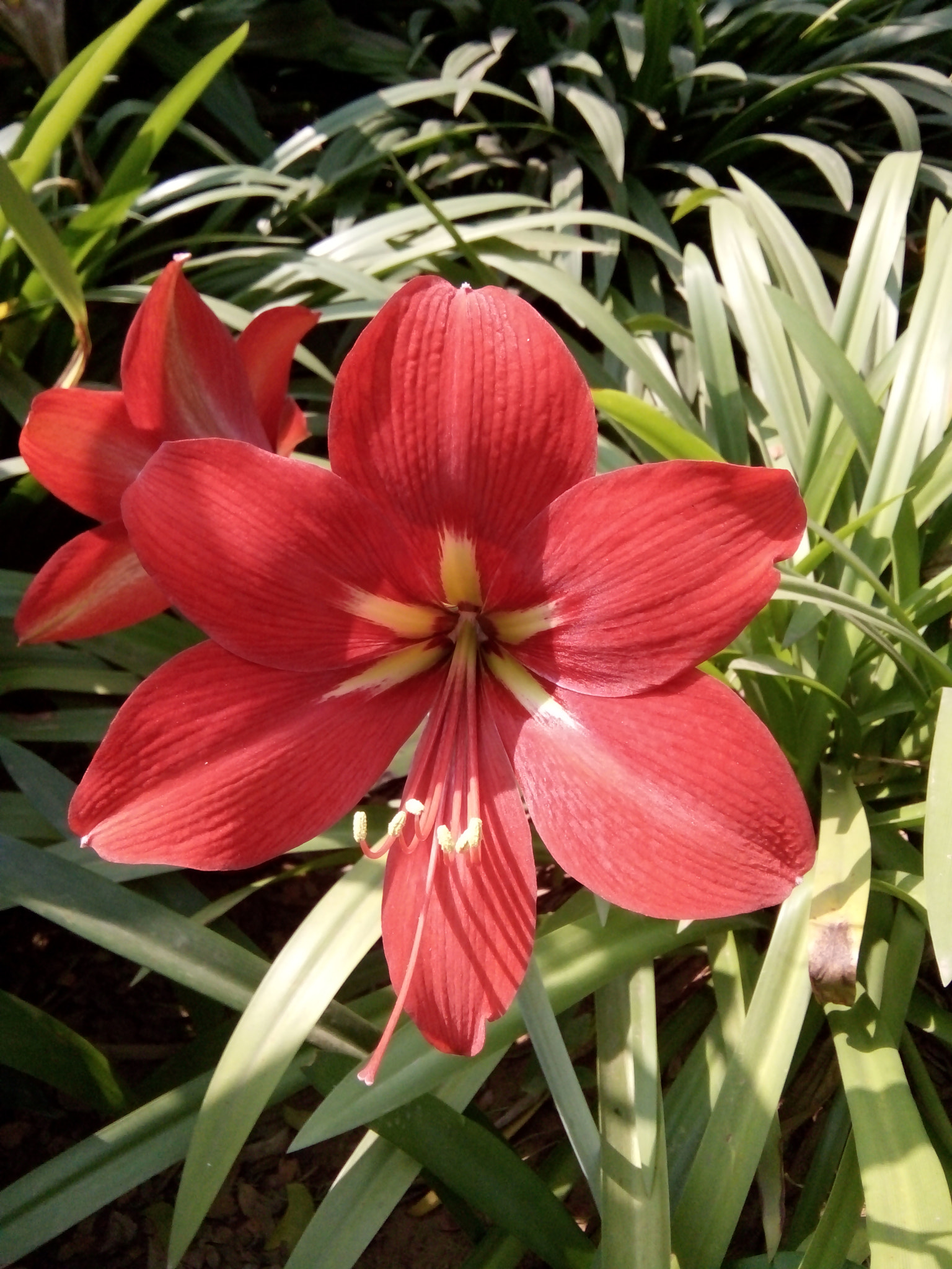 OPPO 1201 sample photo. Hippeastrum puniceum photography