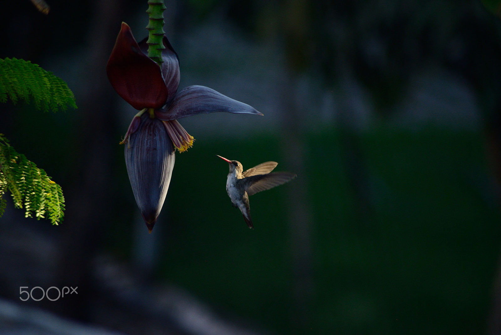 Nikon AF Nikkor 70-300mm F4-5.6G sample photo. Hummingbird at banana flower photography
