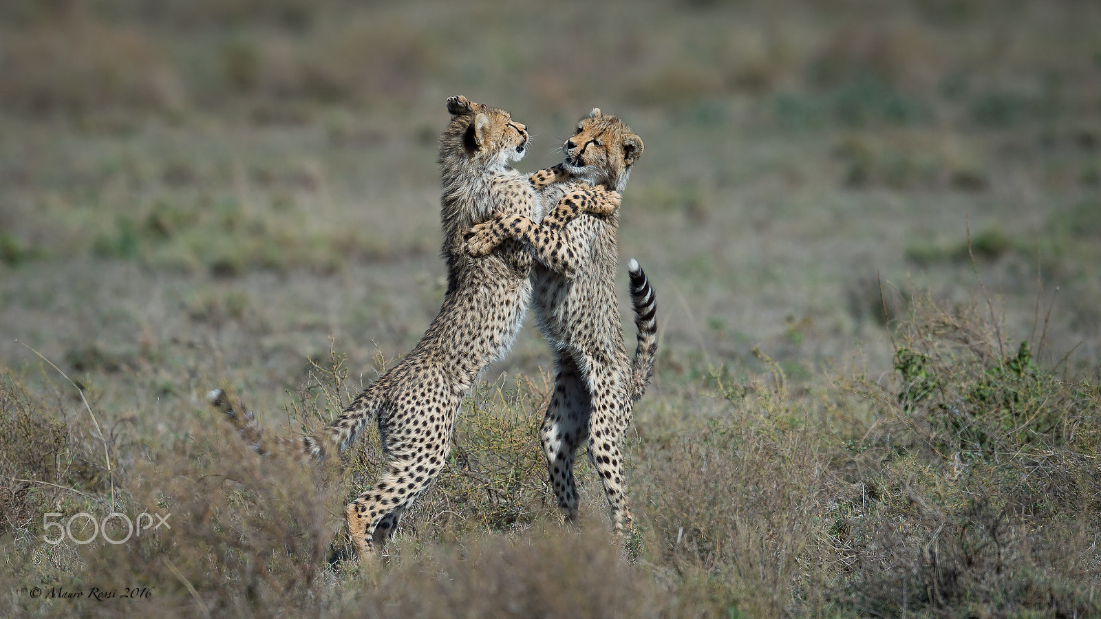 Nikon AF-S Nikkor 500mm F4E FL ED VR sample photo. "game time". photography