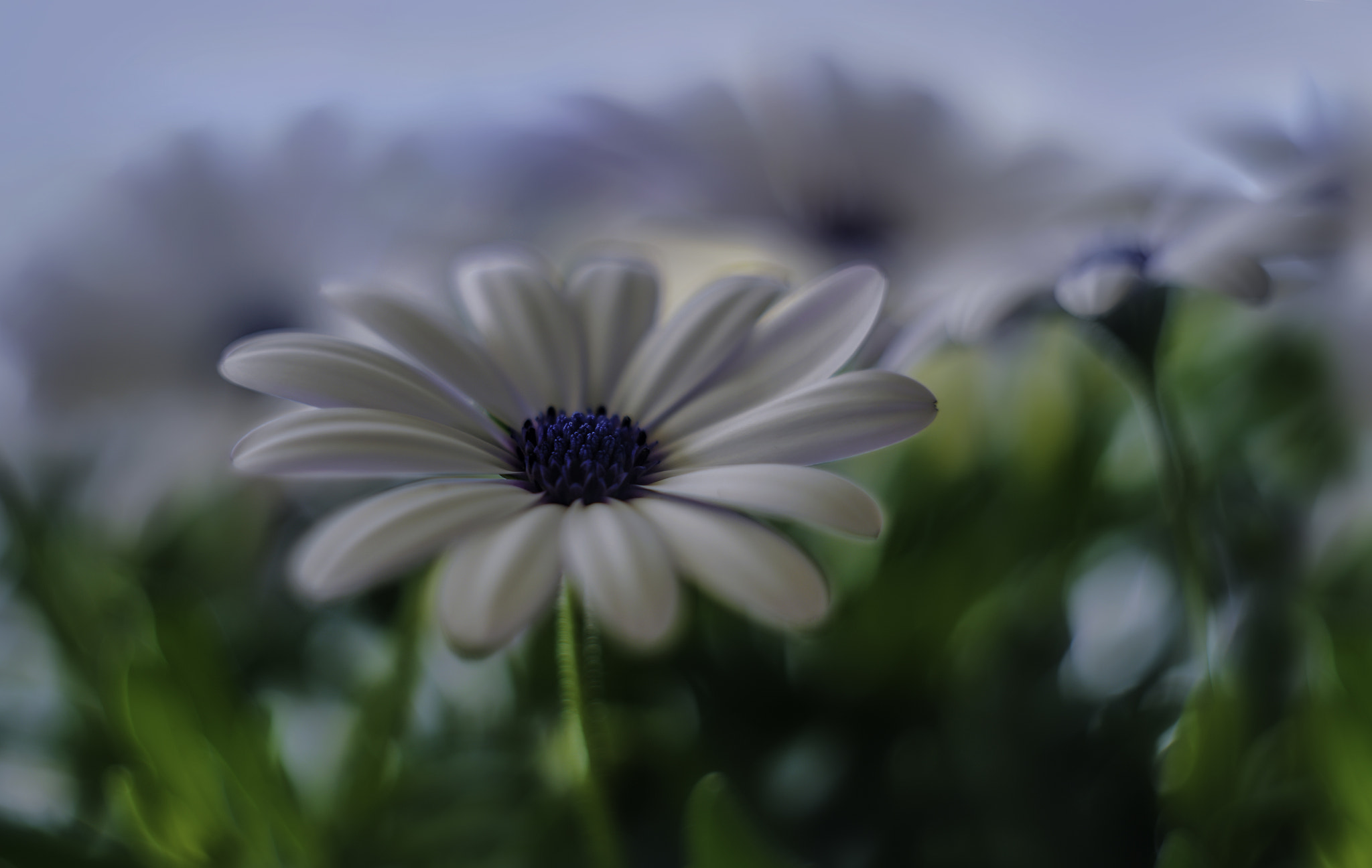 Canon EF 35-80mm f/4-5.6 sample photo. Flower photography