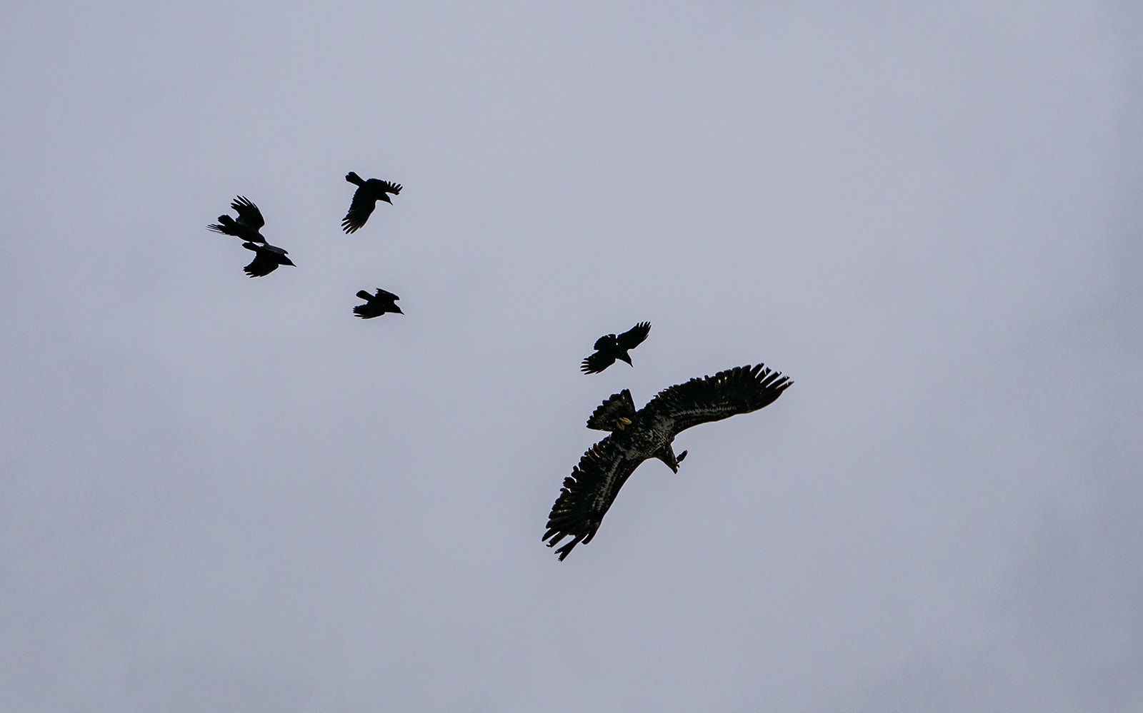 Panasonic Lumix DMC-G85 (Lumix DMC-G80) sample photo. The chase is on photography