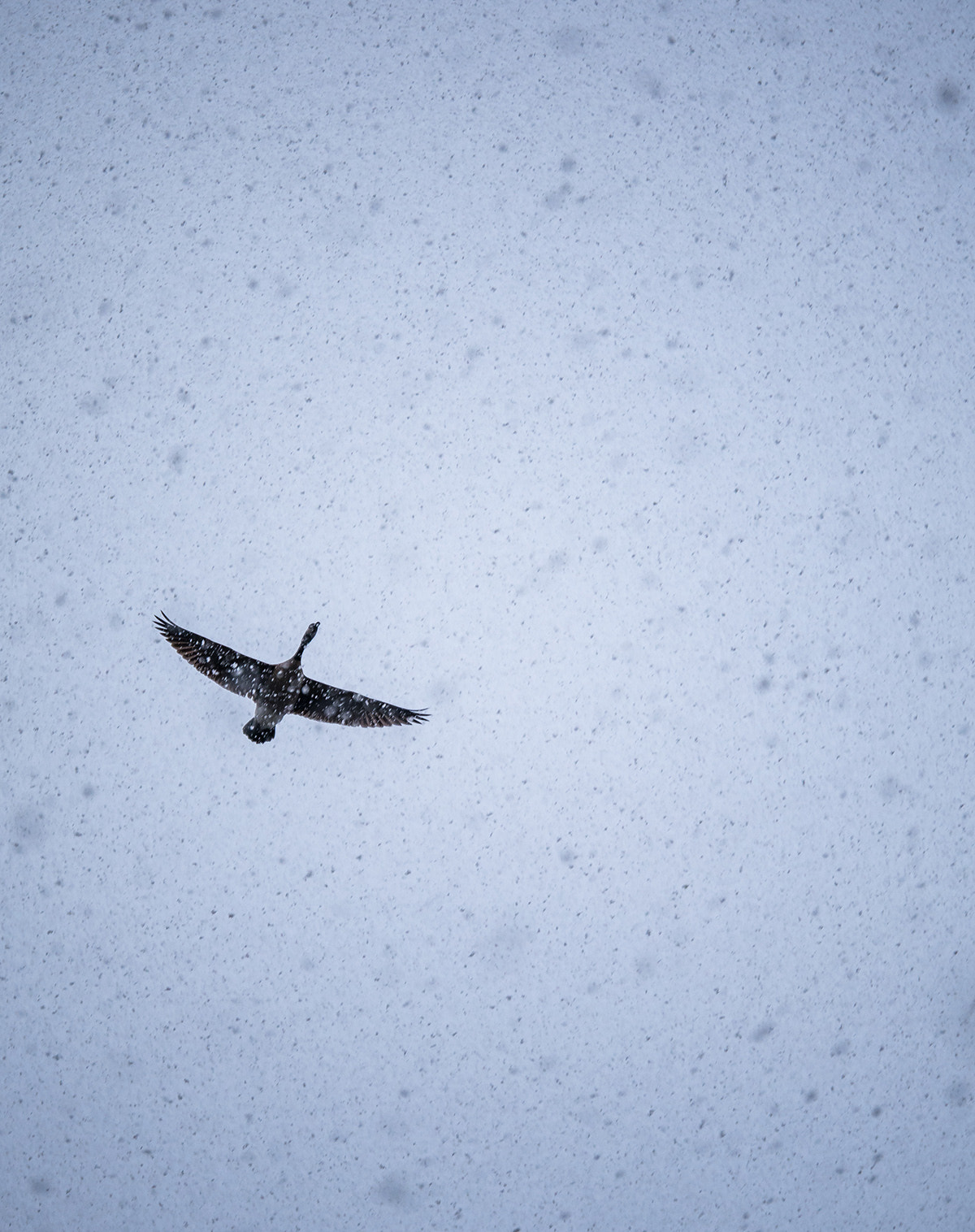Panasonic Lumix DMC-G85 (Lumix DMC-G80) + Panasonic Lumix G X Vario 35-100mm F2.8 OIS sample photo. Fly in the snow photography