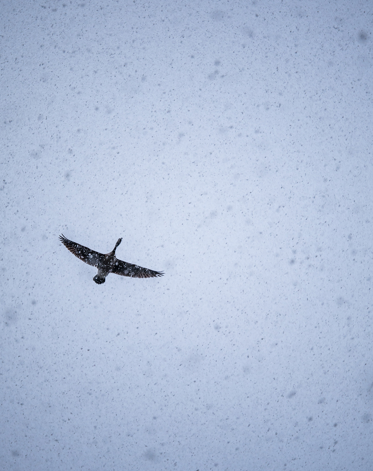 Panasonic Lumix DMC-G85 (Lumix DMC-G80) sample photo. Fly in the snow photography