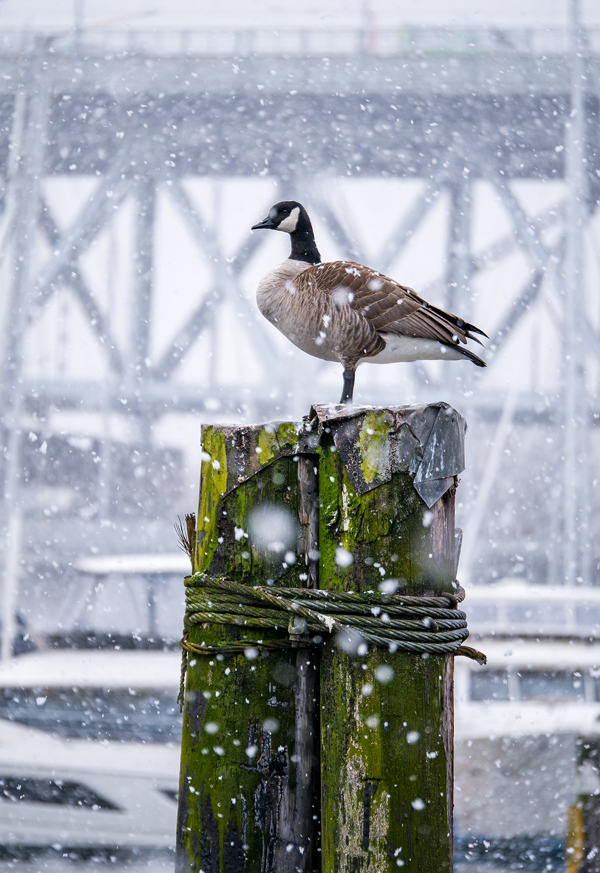 Panasonic Lumix G X Vario 35-100mm F2.8 OIS sample photo. "snow" goose photography