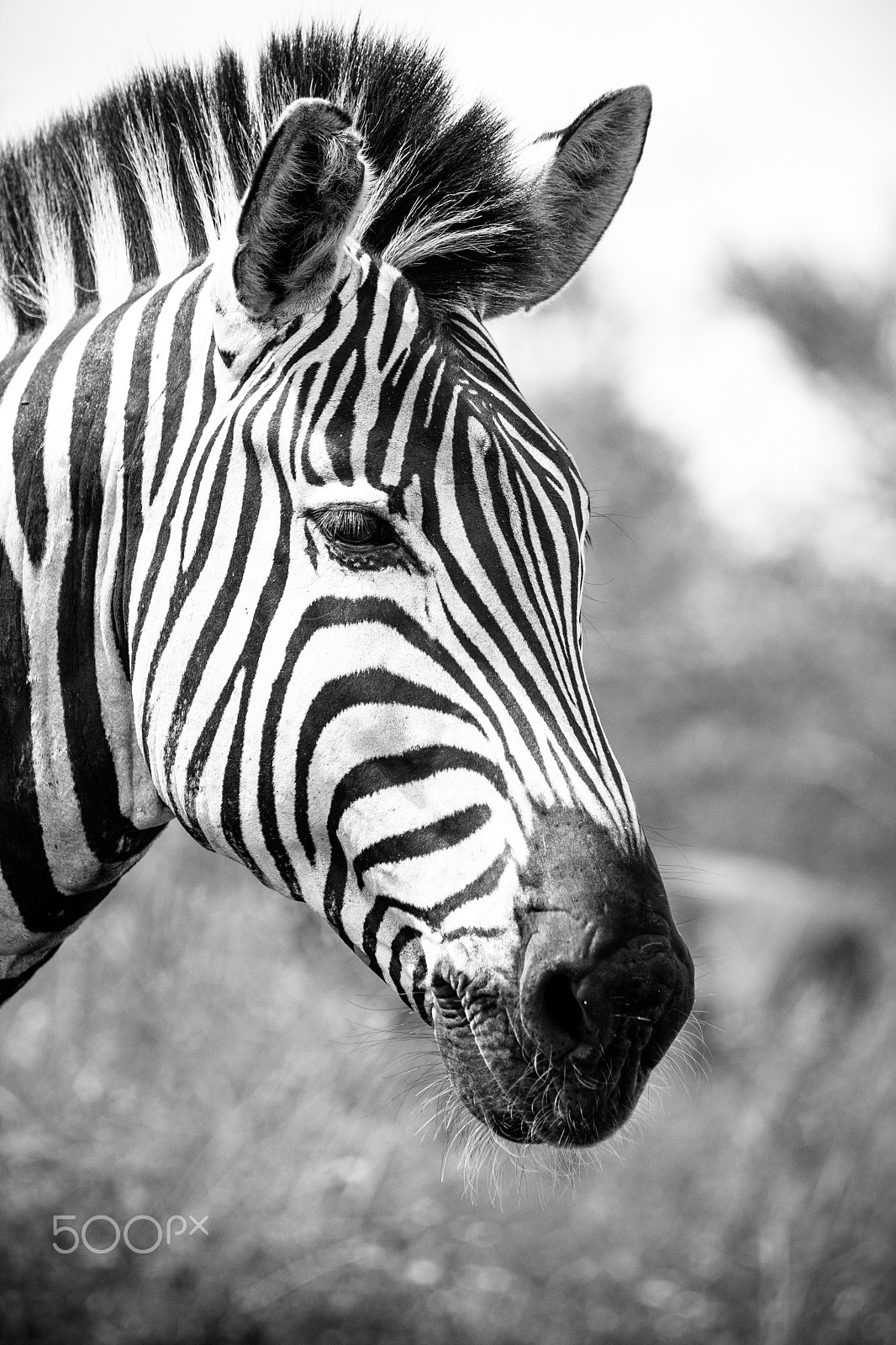 Canon EF 70-200mm F4L IS USM sample photo. Zebra photography