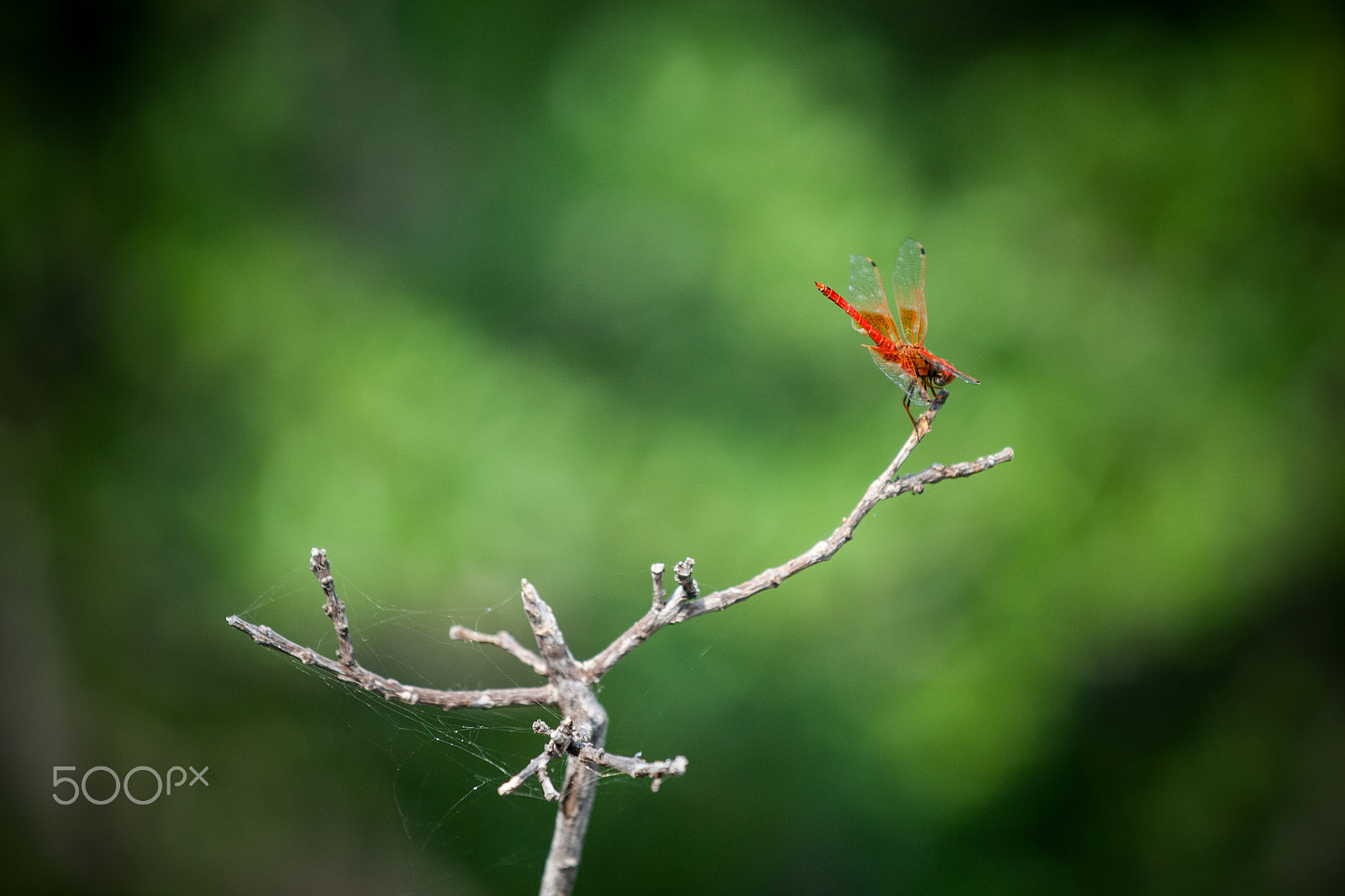 Canon EF 70-200mm F4L IS USM sample photo. Dragonfly photography