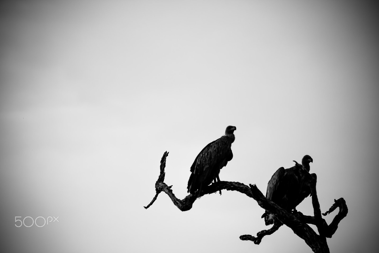 Canon EF 70-200mm F4L IS USM sample photo. Vultures photography
