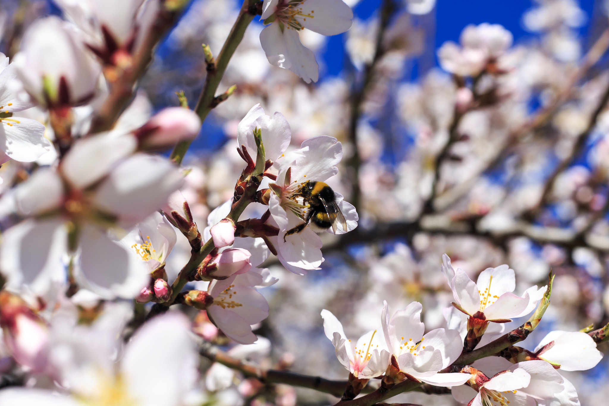 Canon EOS 700D (EOS Rebel T5i / EOS Kiss X7i) + Canon EF 50mm F1.4 USM sample photo. Little bee over the almond photography