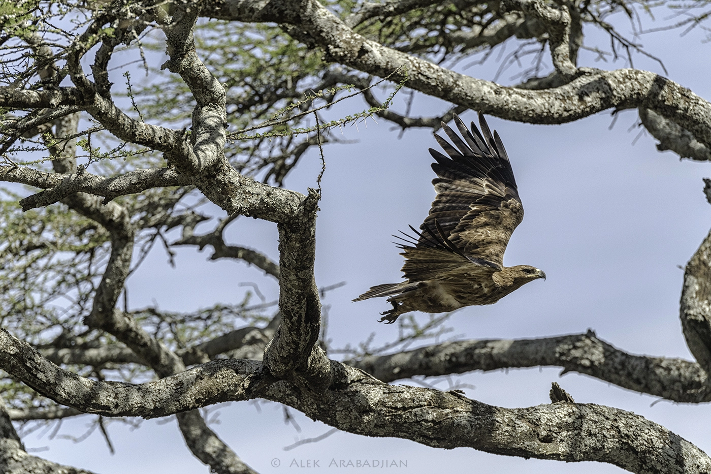 Nikon D5 sample photo. Savanna flight photography