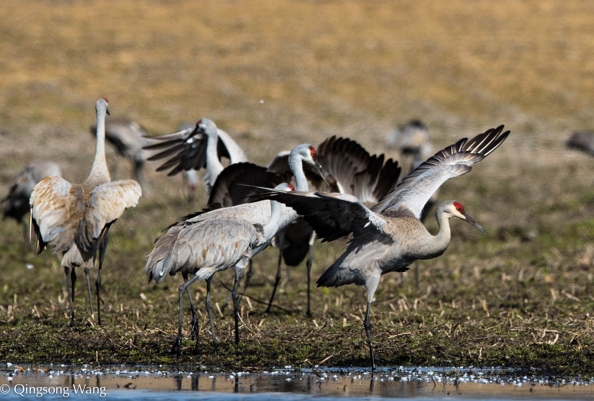 Nikon AF-S Nikkor 600mm F4E FL ED VR sample photo