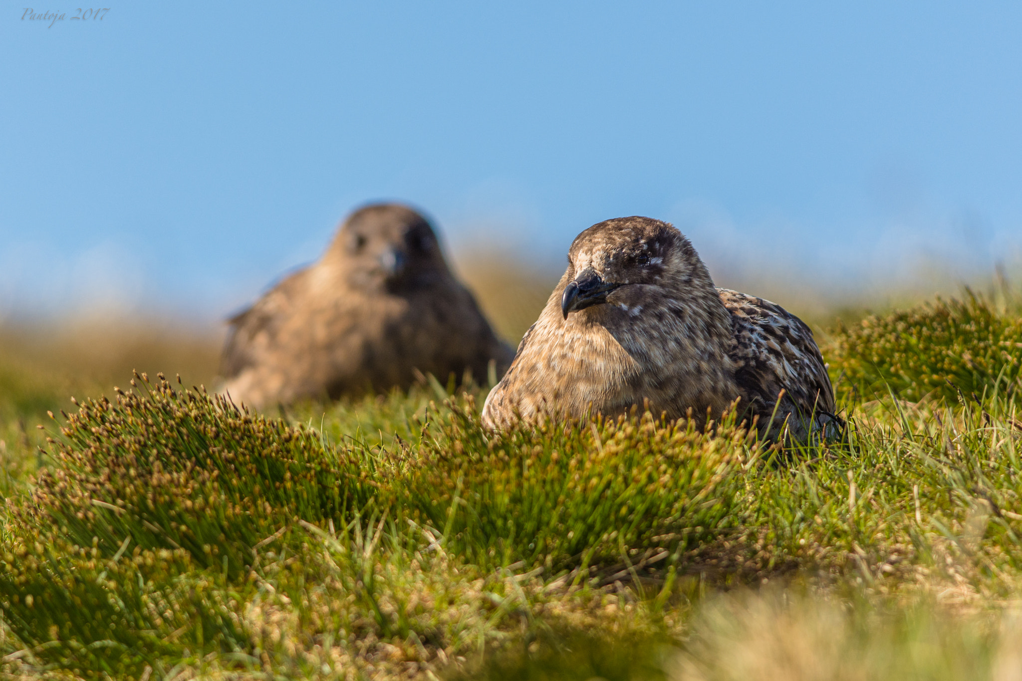 Nikon D7200 + Nikon AF-S Nikkor 300mm F4D ED-IF sample photo. Great skua's photography