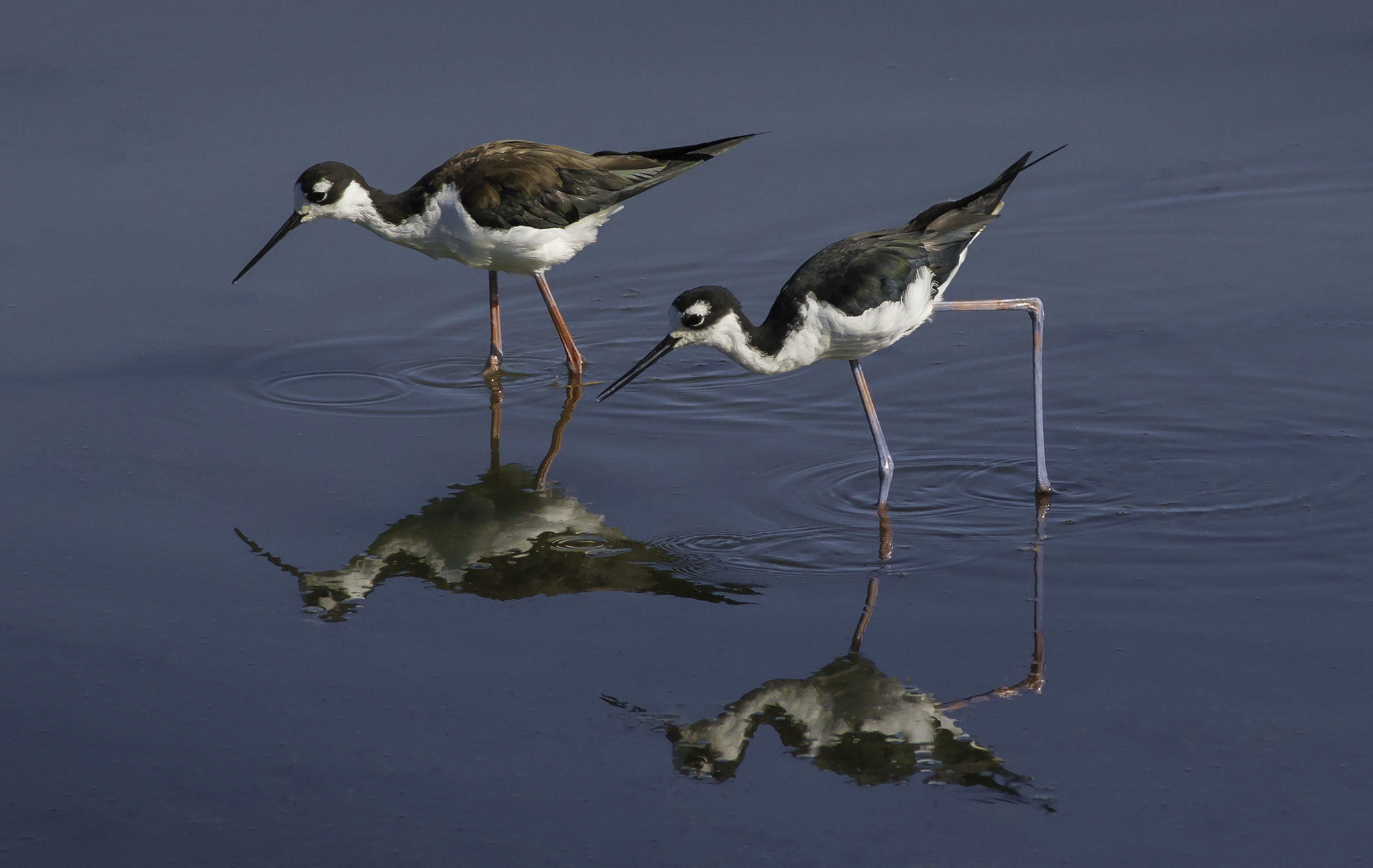 Nikon D800E + AF Nikkor 300mm f/4 IF-ED sample photo. Black necked stilts photography