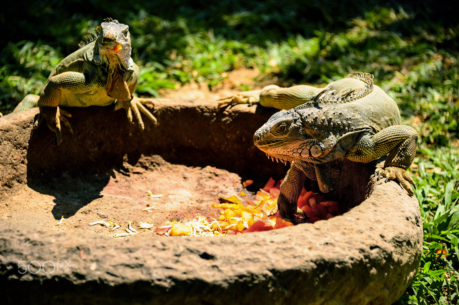 Nikon D4 + Nikon AF-S Nikkor 28-300mm F3.5-5.6G ED VR sample photo. Two lizard eat vegetables from the trough in summer sunny day photography