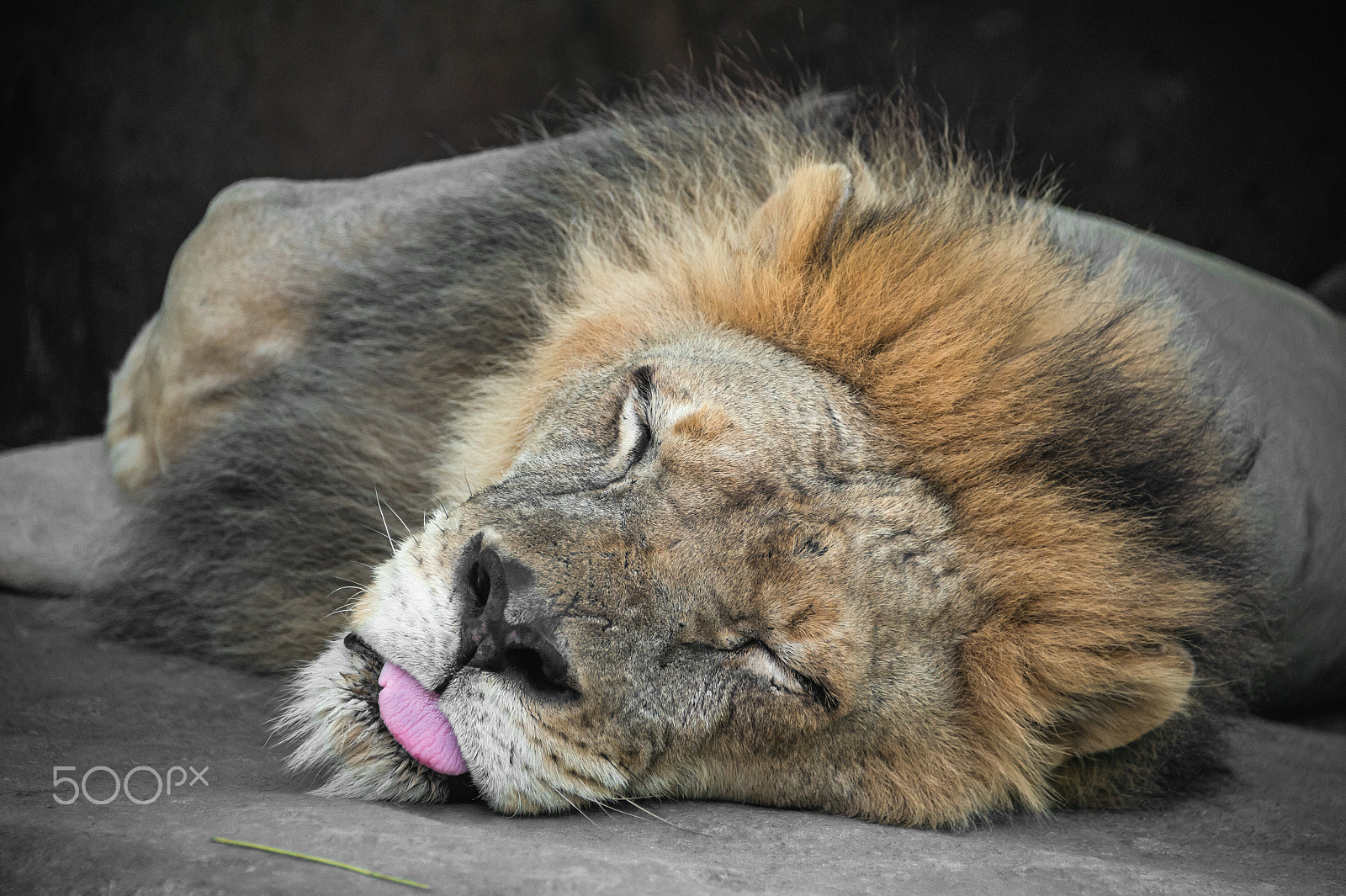 Nikon D4 sample photo. He lion sleeps lying on the side and tongue hanging out photography
