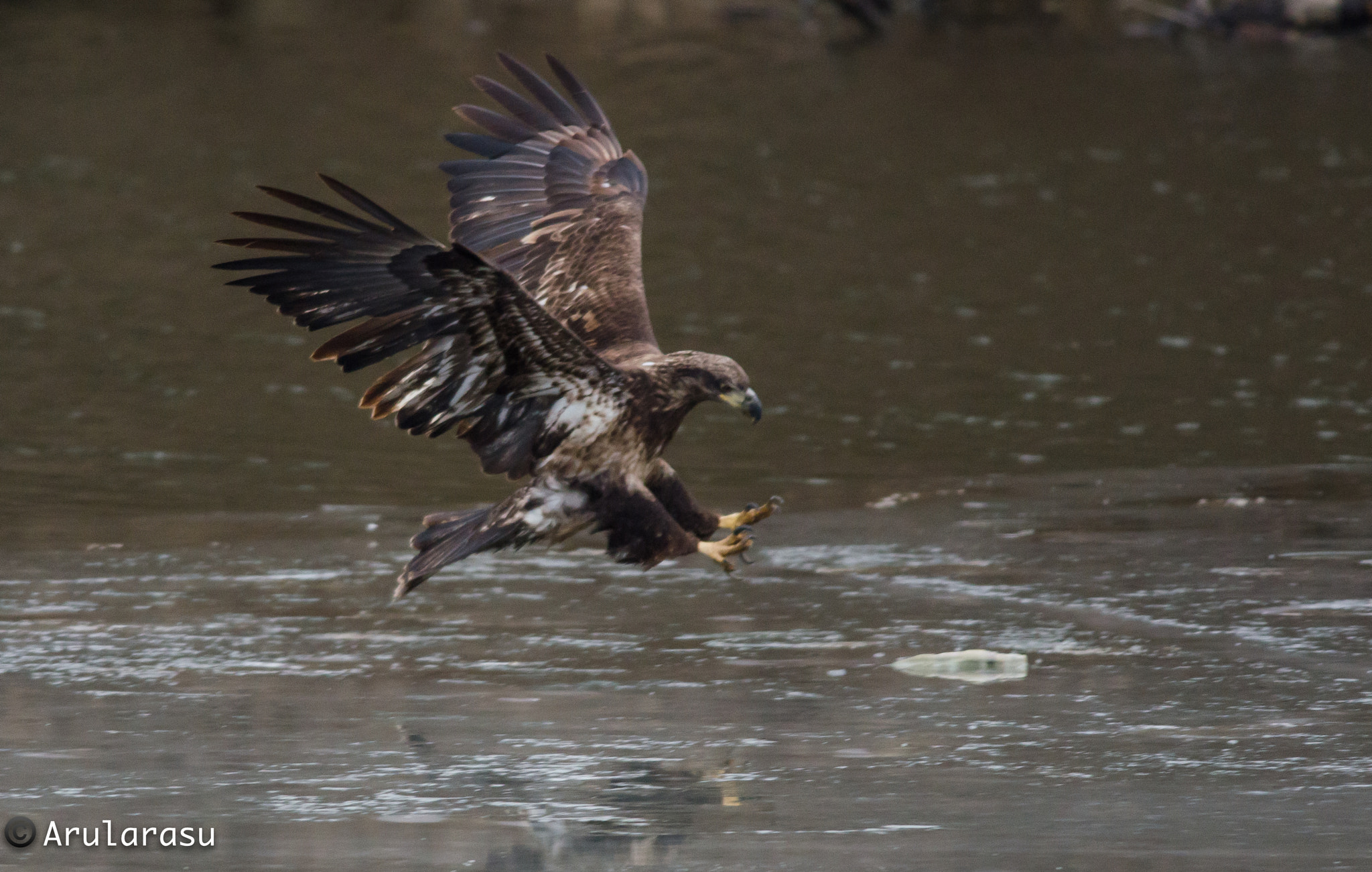 Nikon D7000 + Nikon AF-S Nikkor 300mm F4D ED-IF sample photo. Swooping bald eagle photography