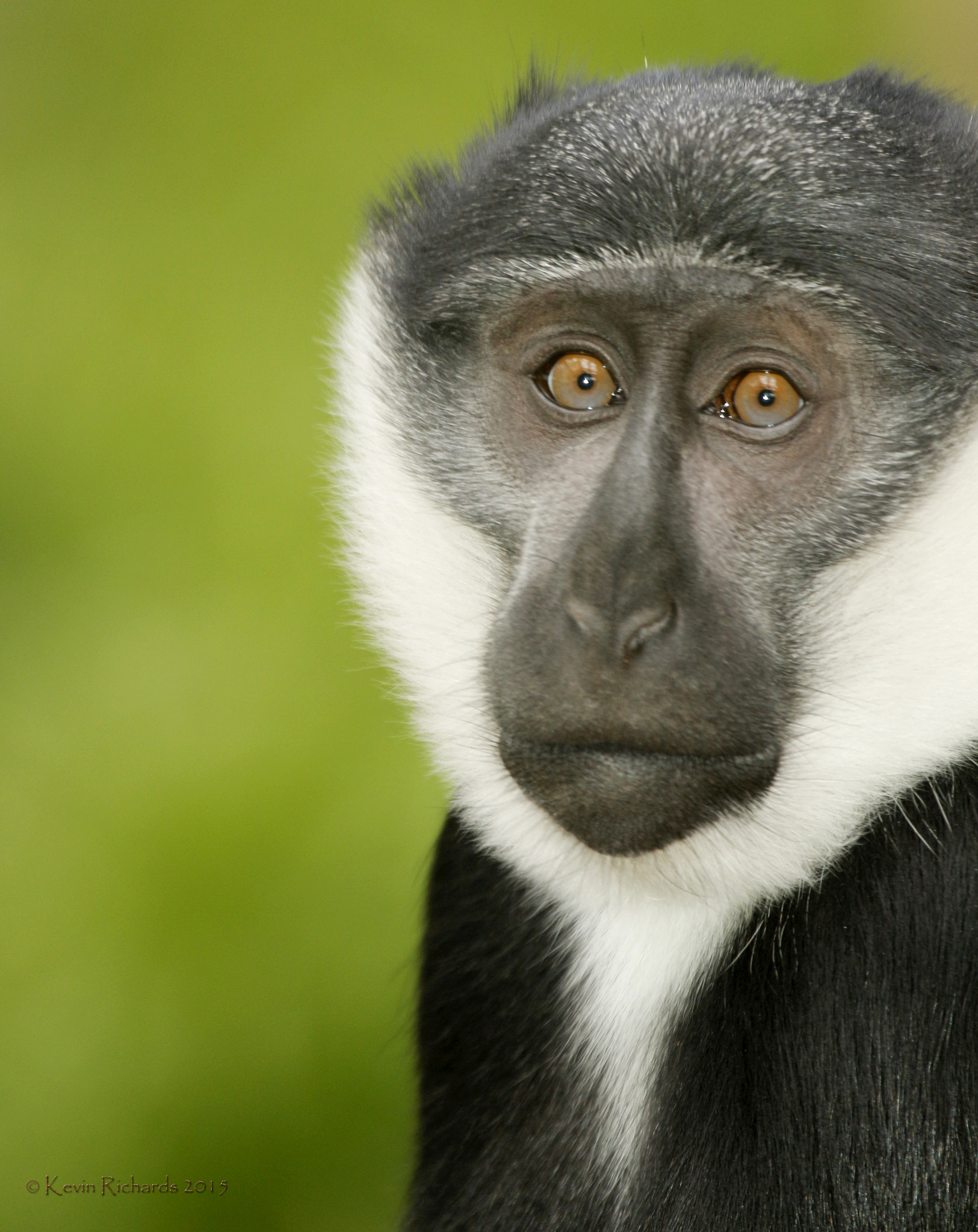 Canon EF 100-400mm F4.5-5.6L IS USM sample photo. Monkey portrait photography