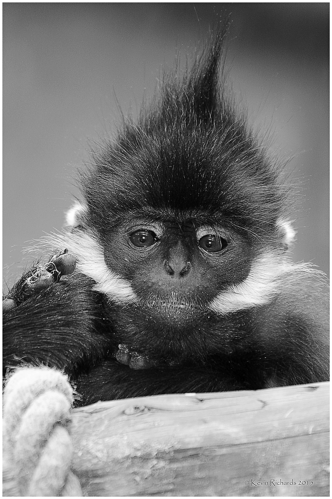 Canon EOS 700D (EOS Rebel T5i / EOS Kiss X7i) sample photo. Baby monkey photography