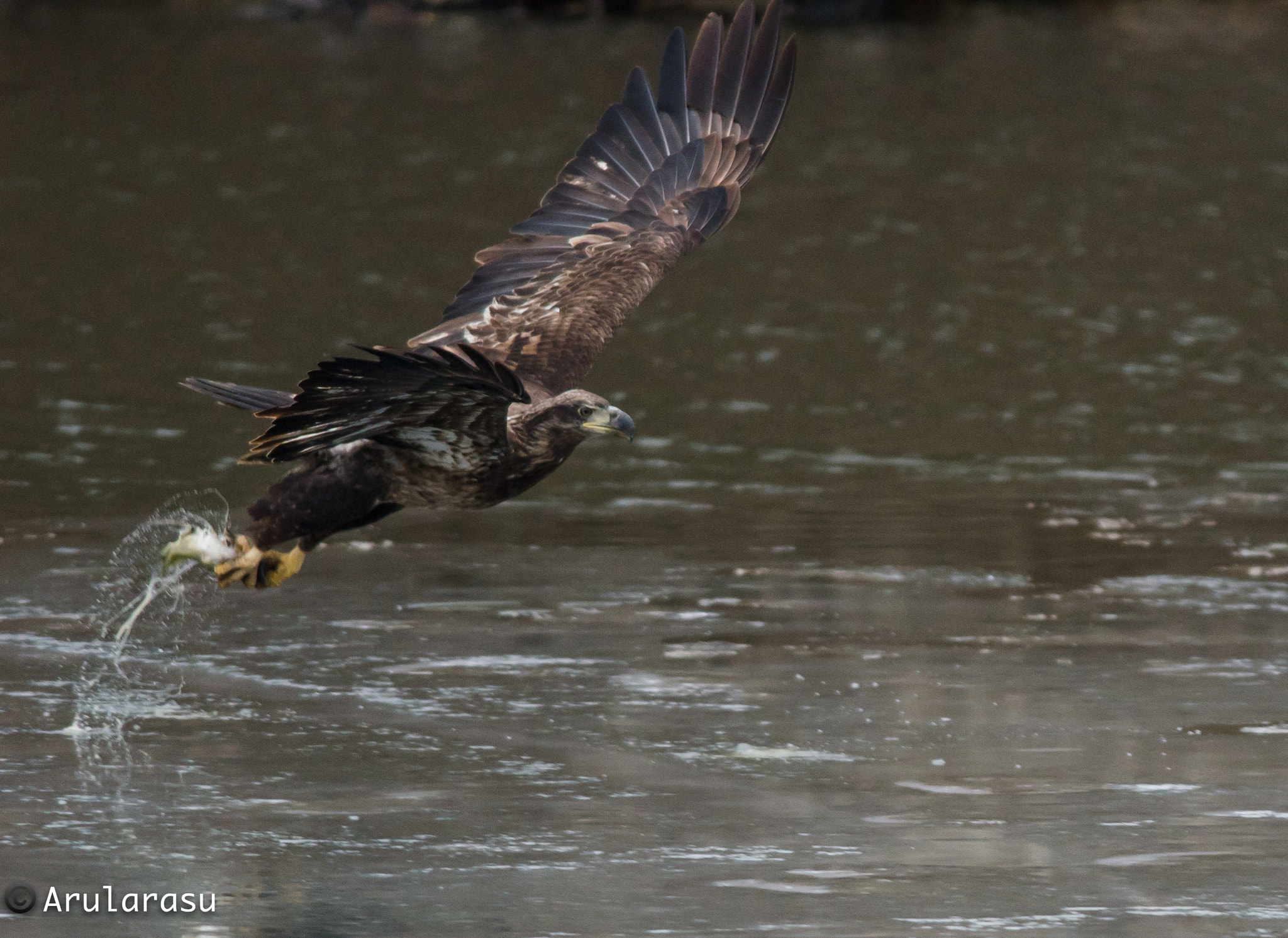 Nikon D7000 + Nikon AF-S Nikkor 300mm F4D ED-IF sample photo. Bald eagle with a catch! photography