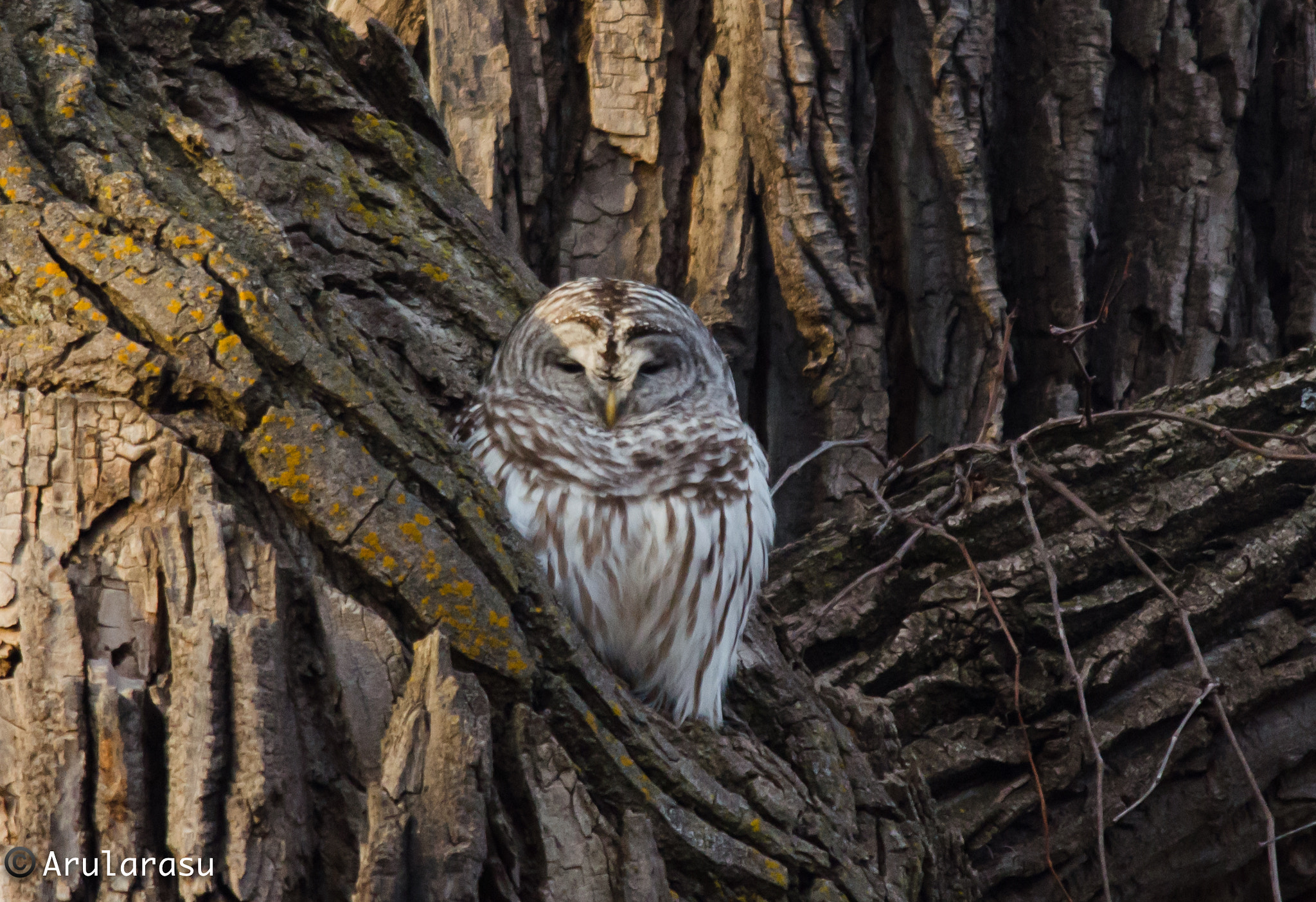 Nikon D7000 + Nikon AF-S Nikkor 300mm F4D ED-IF sample photo. Sleepy barred owl photography