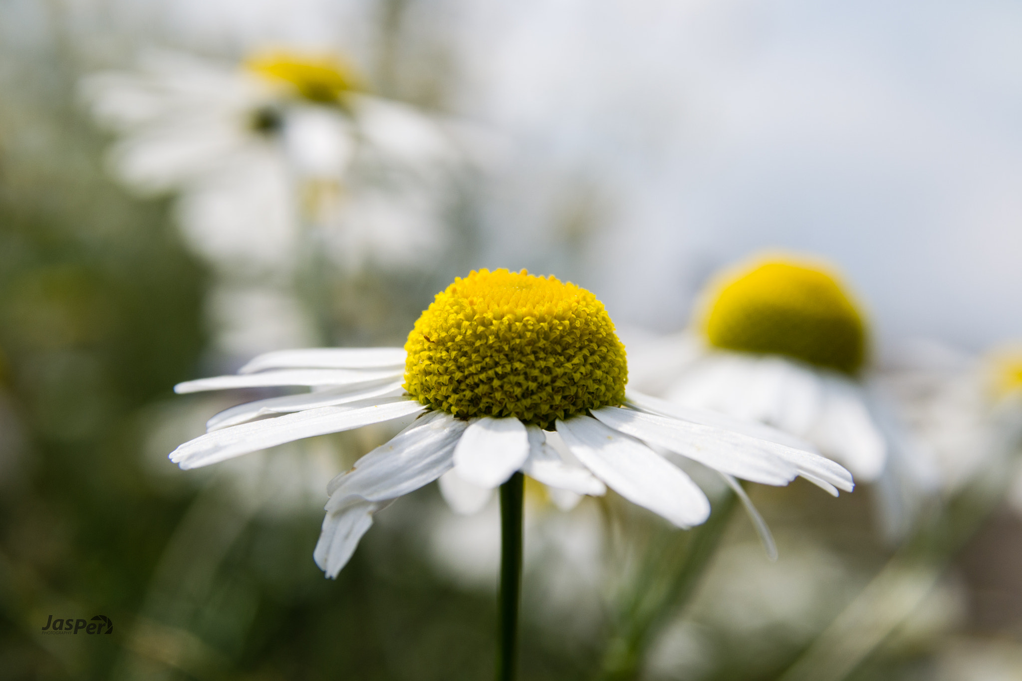 Sigma 17-70mm F2.8-4 DC Macro OS HSM sample photo. Matricaria , photography