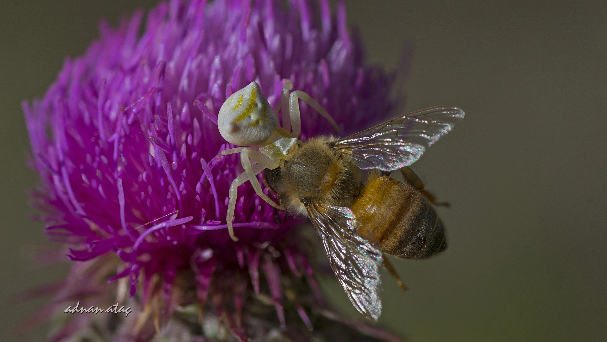 Nikon D4 sample photo. Yengeç örümceği (thomisus onustus) ve balarısı (apis mellifera) photography