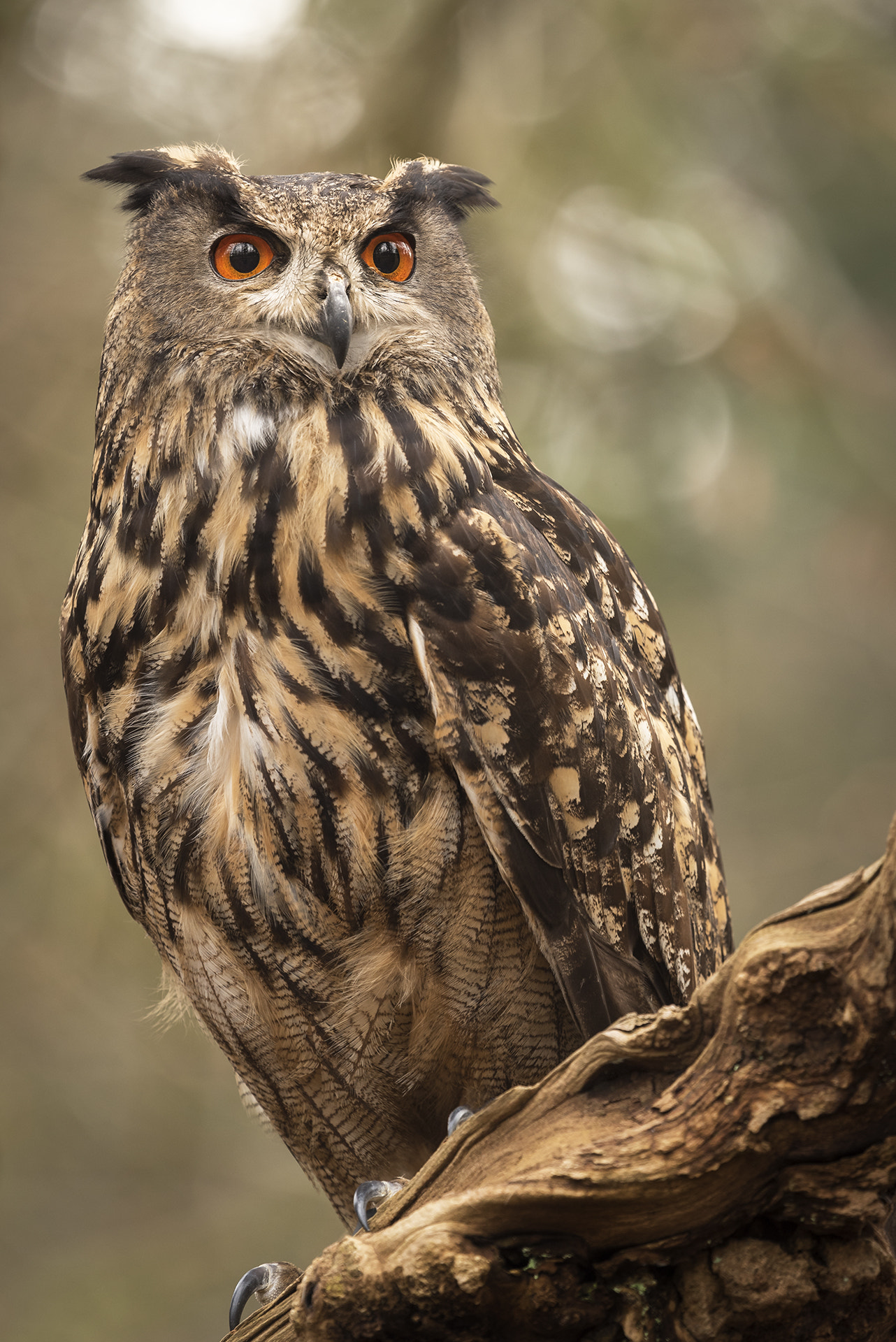 Nikon Nikkor AF-S 300mm F4E PF ED VR sample photo. Bubo bubo photography
