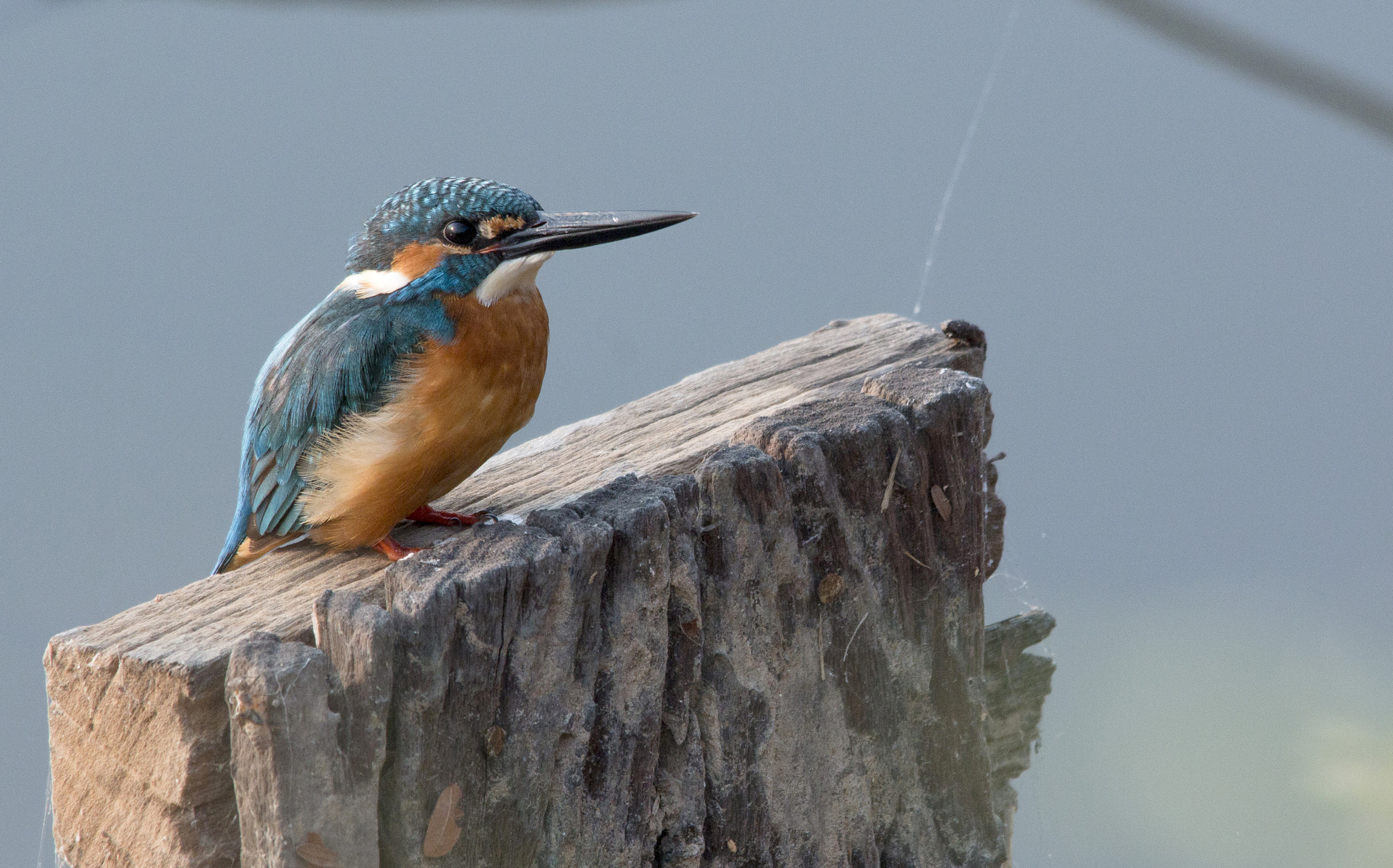 Sigma 150-500mm F5-6.3 DG OS HSM sample photo. Img photography