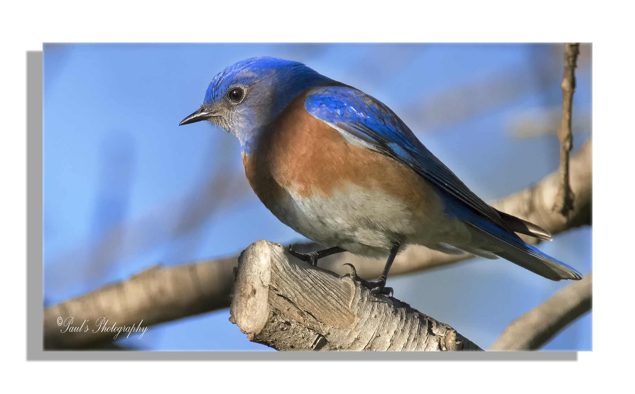 Sigma 150-600mm F5-6.3 DG OS HSM | C sample photo. Eastern bluebird photography