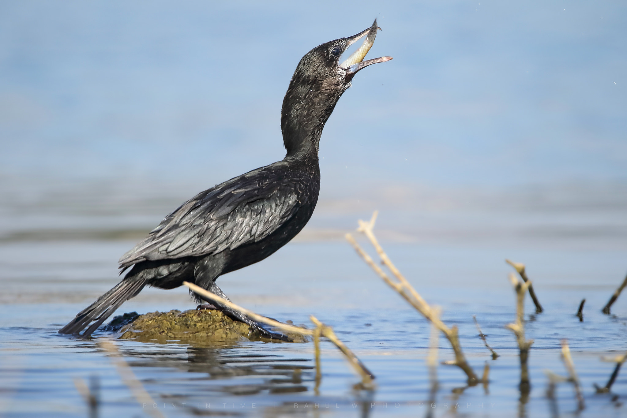 Sigma 150mm f/2.8 EX DG OS HSM APO Macro sample photo. Little cormorant photography