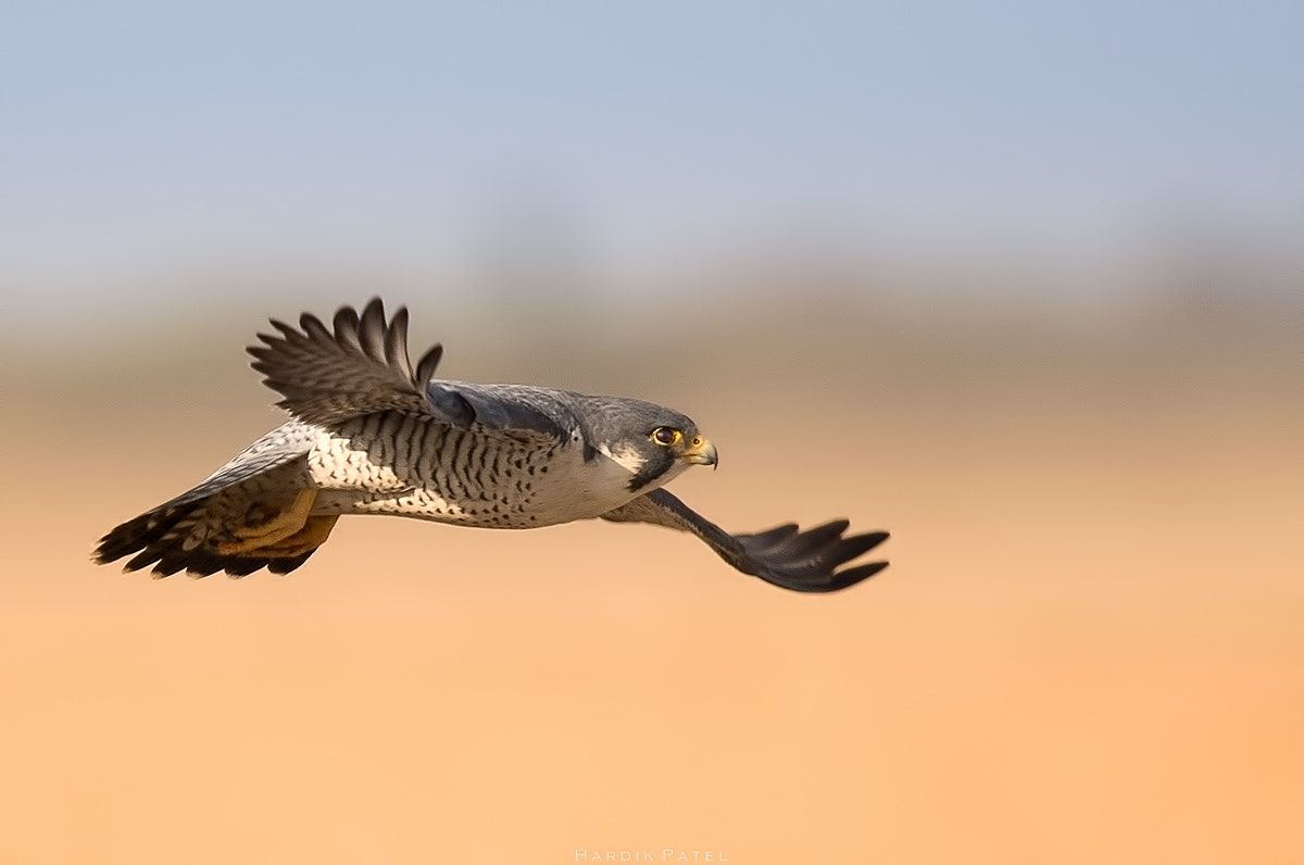 Nikon D5 sample photo. The flight photography