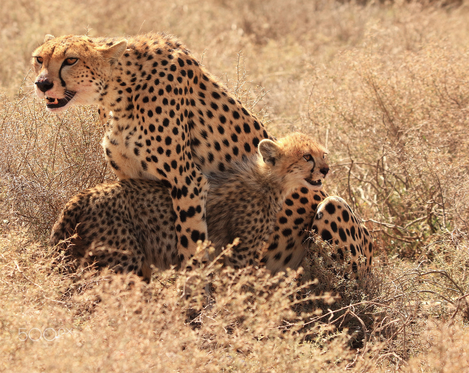 Tamron SP 150-600mm F5-6.3 Di VC USD sample photo. Family photography